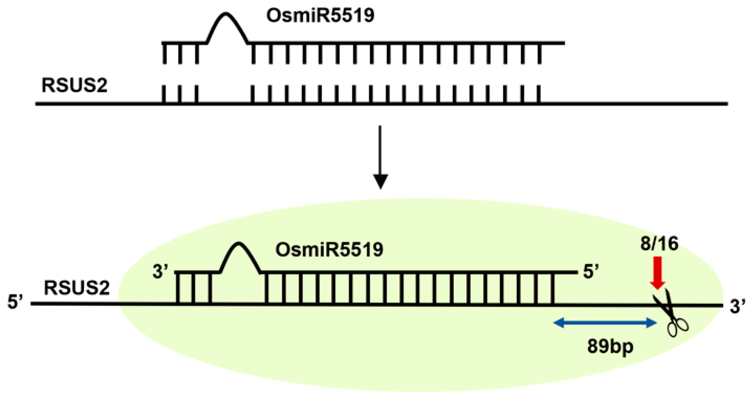 Biomolecules 16 00627 g009 Biomolecules 16 00627 g009