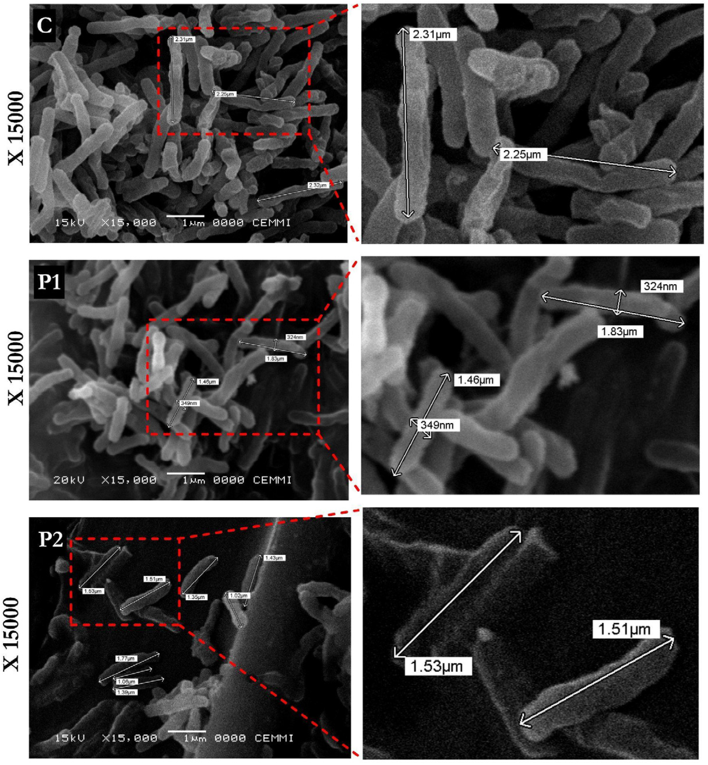 Biomolecules 16 00665 g003 Biomolecules 16 00665 g003