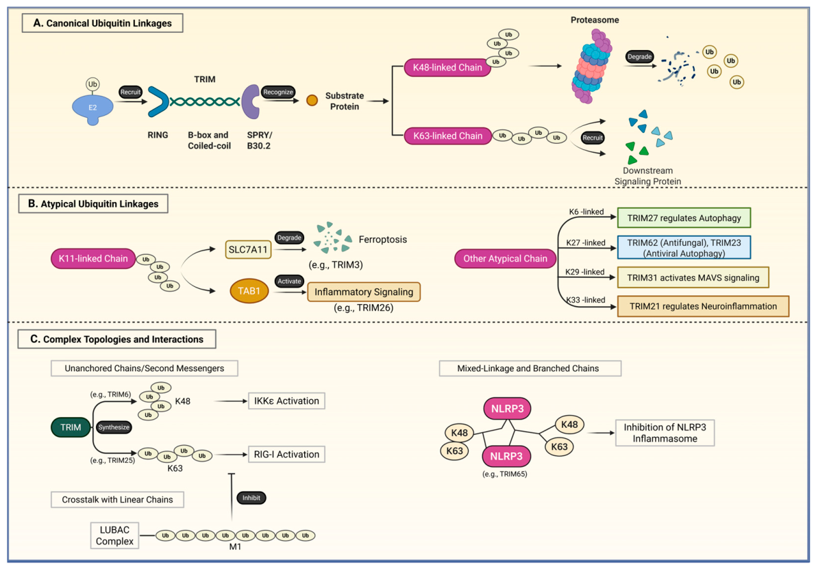 Biomolecules 16 00676 g002 Biomolecules 16 00676 g002