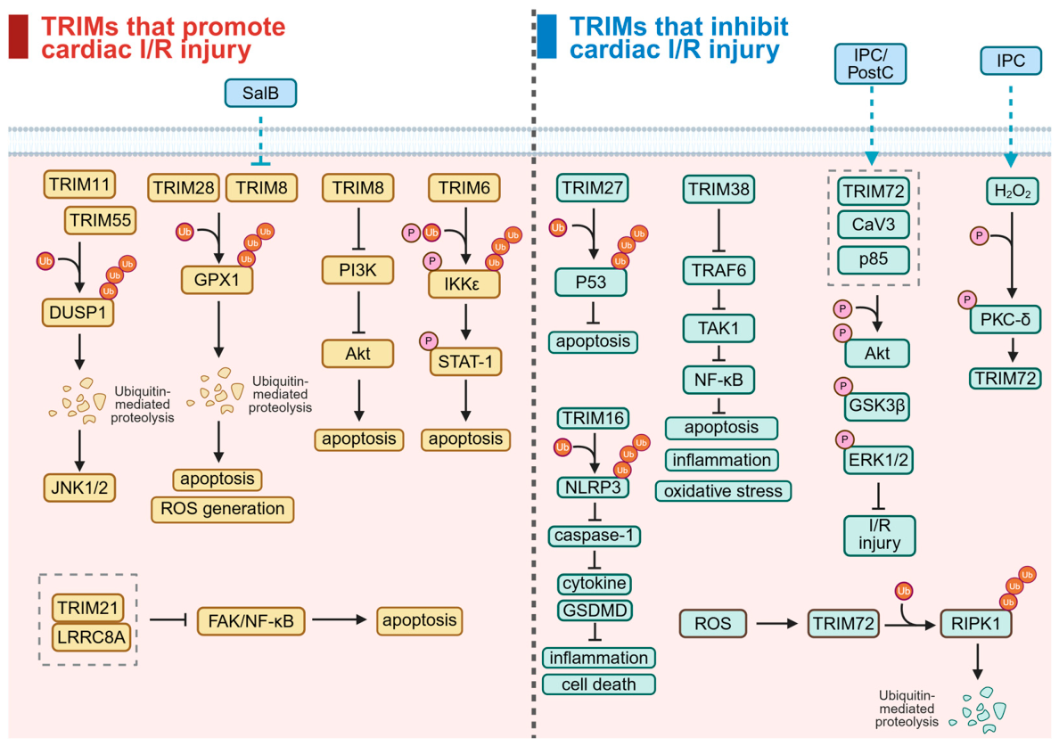 Biomolecules 16 00676 g004 Biomolecules 16 00676 g004
