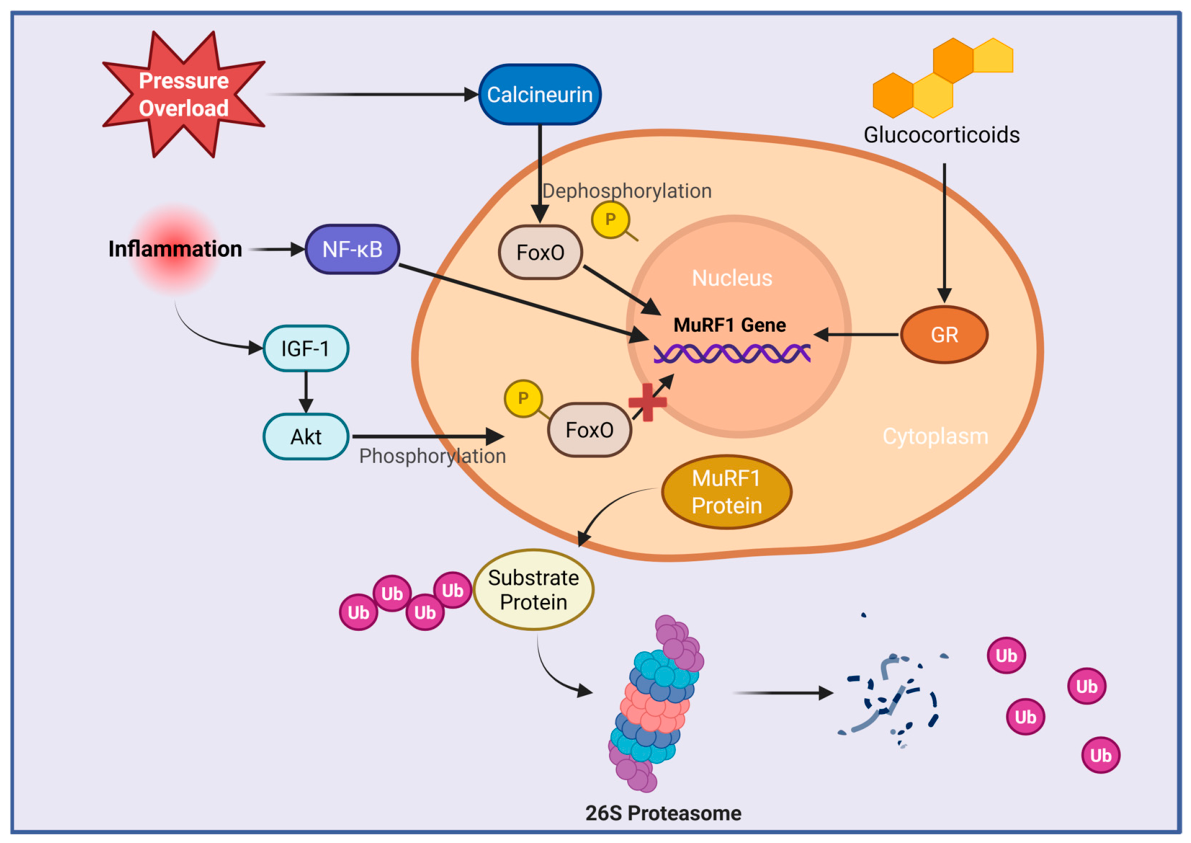 Biomolecules 16 00676 g005 Biomolecules 16 00676 g005