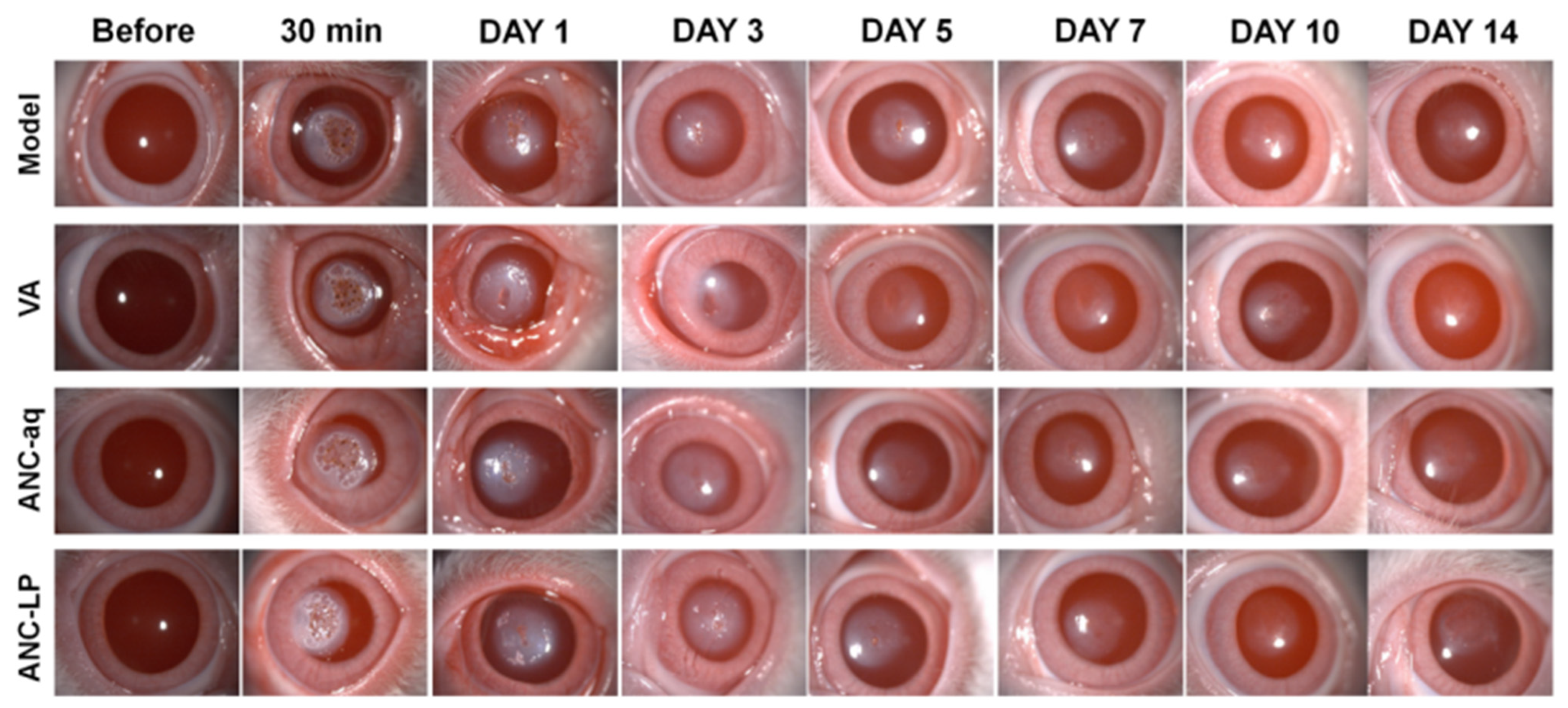 Biomolecules 16 00703 g002 Biomolecules 16 00703 g002