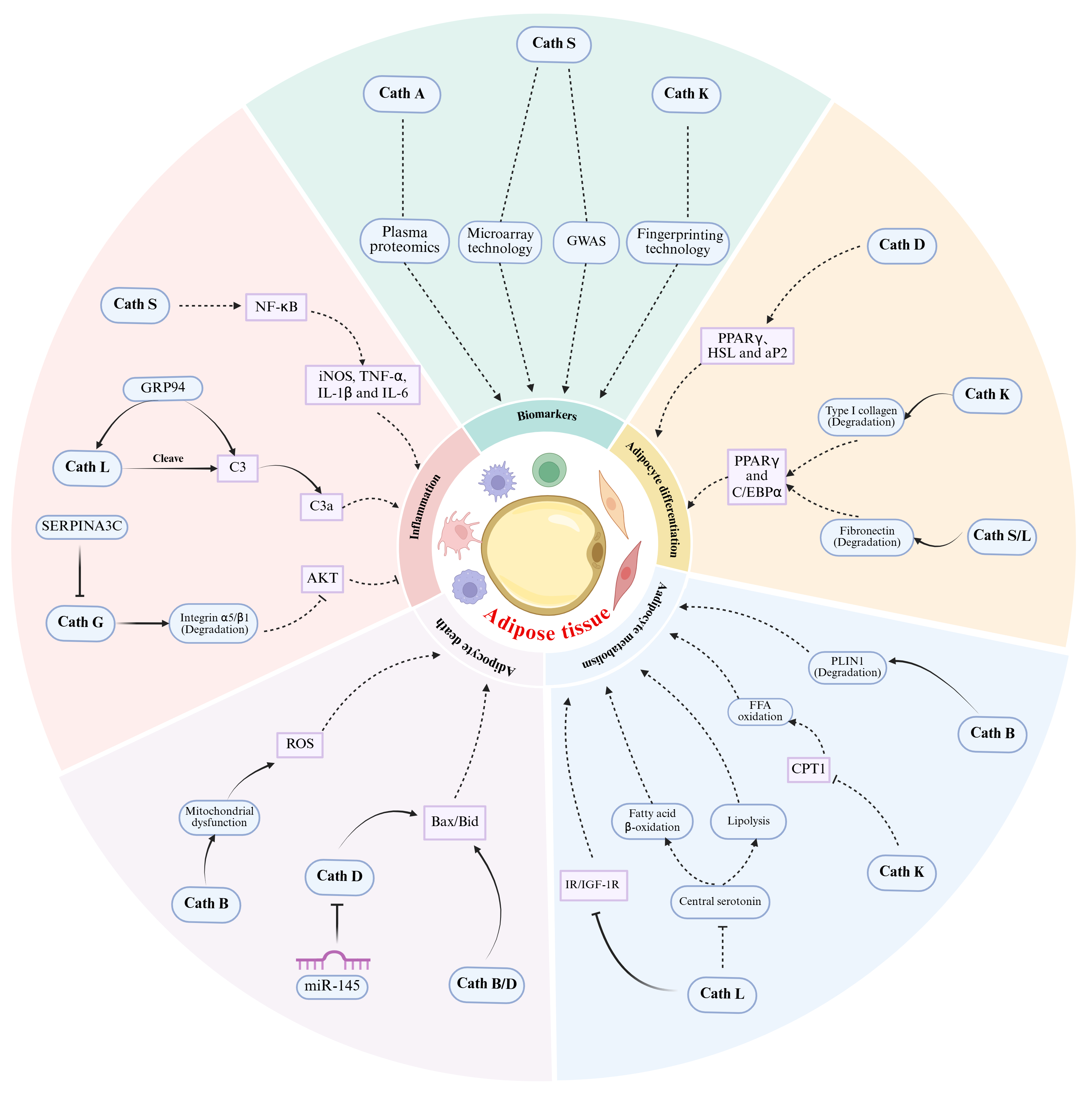 Biomolecules 16 00730 g001