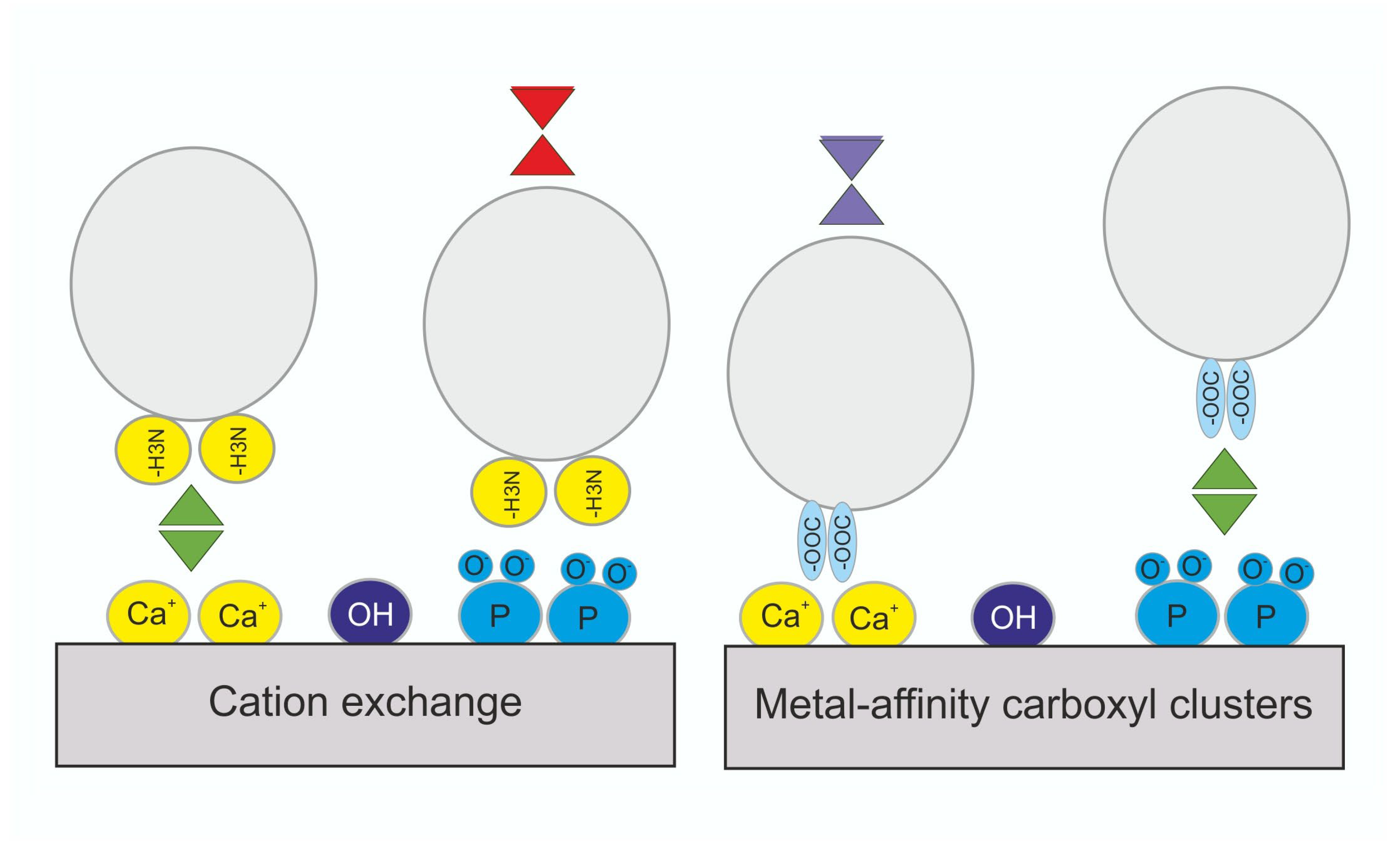 Biomolecules 16 00738 g003 Biomolecules 16 00738 g003