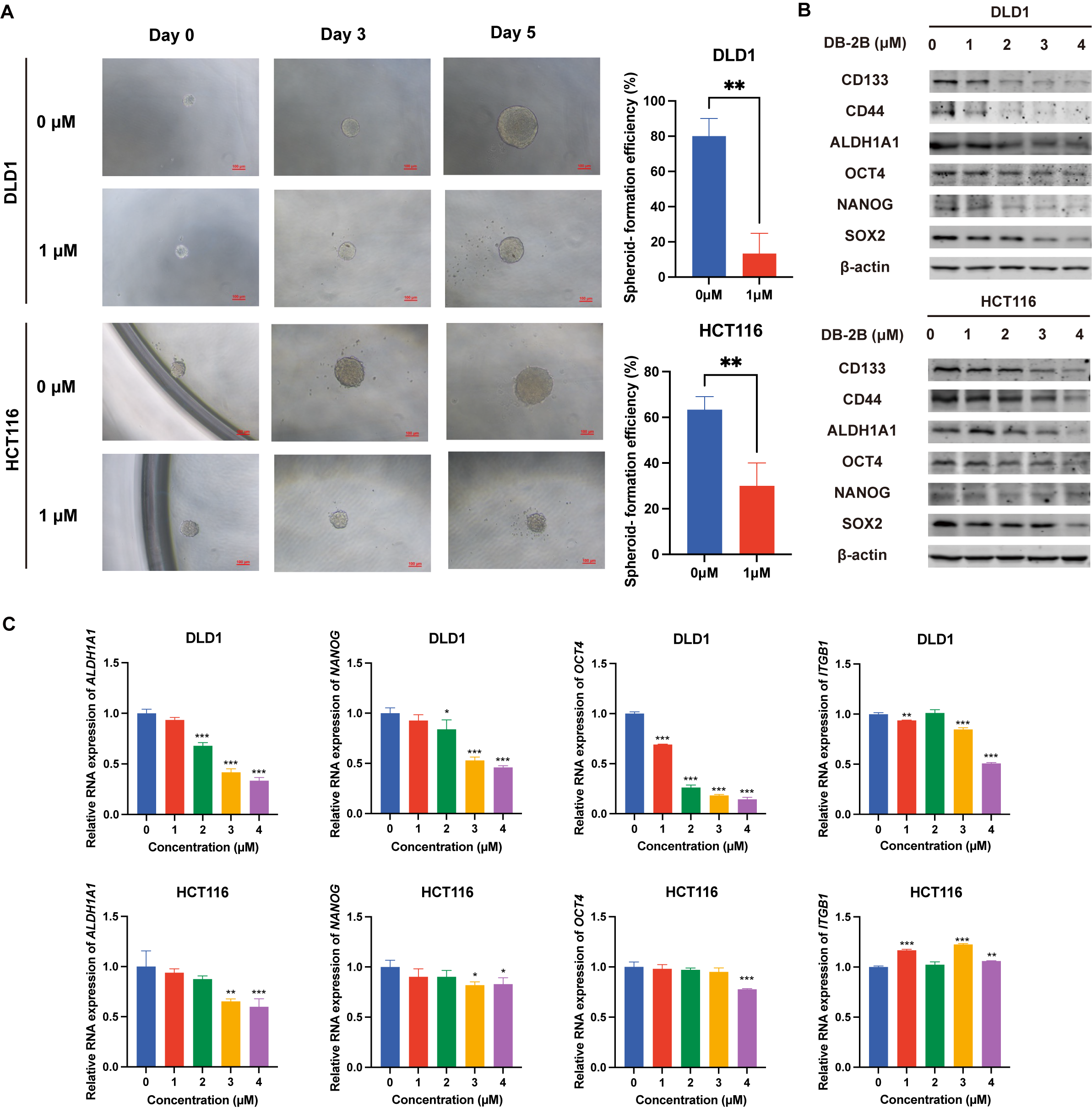 Biomolecules 16 00752 g005