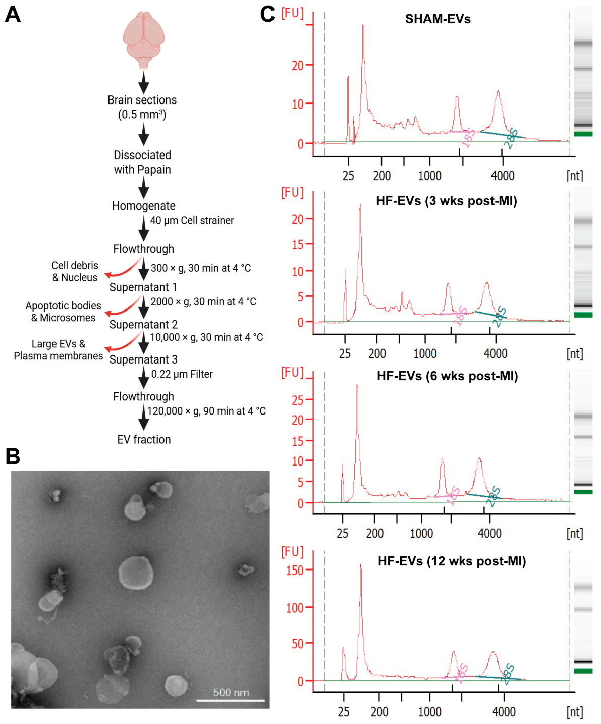 Biomolecules 16 00776 g002 Biomolecules 16 00776 g002