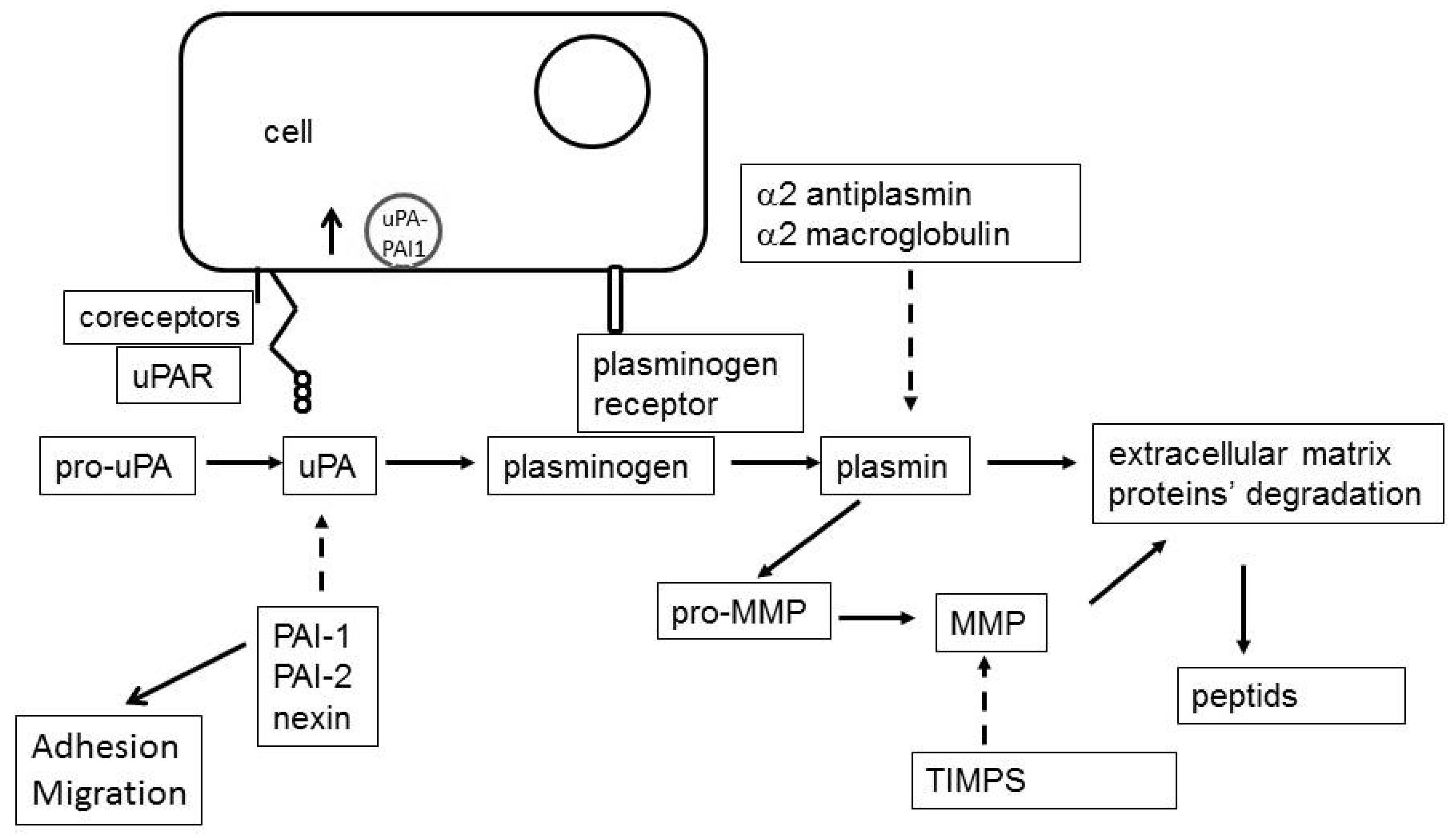Biomolecules 16 00778 g001 Biomolecules 16 00778 g001