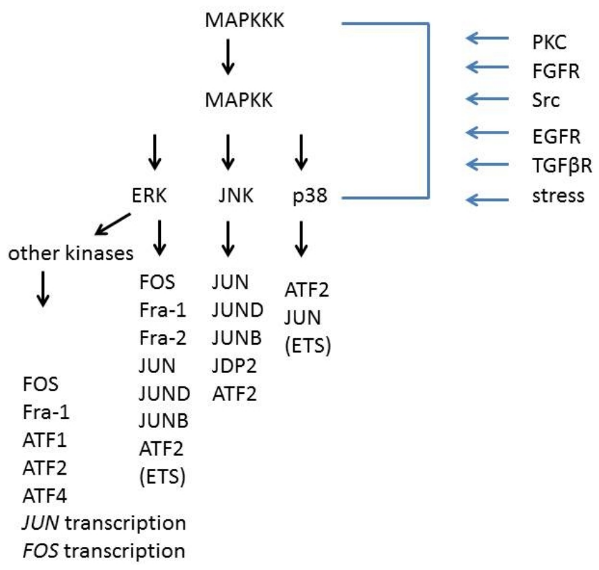 Biomolecules 16 00778 g002 Biomolecules 16 00778 g002