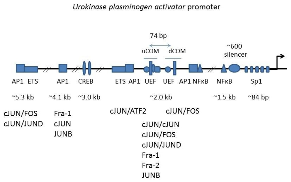 Biomolecules 16 00778 g003 Biomolecules 16 00778 g003