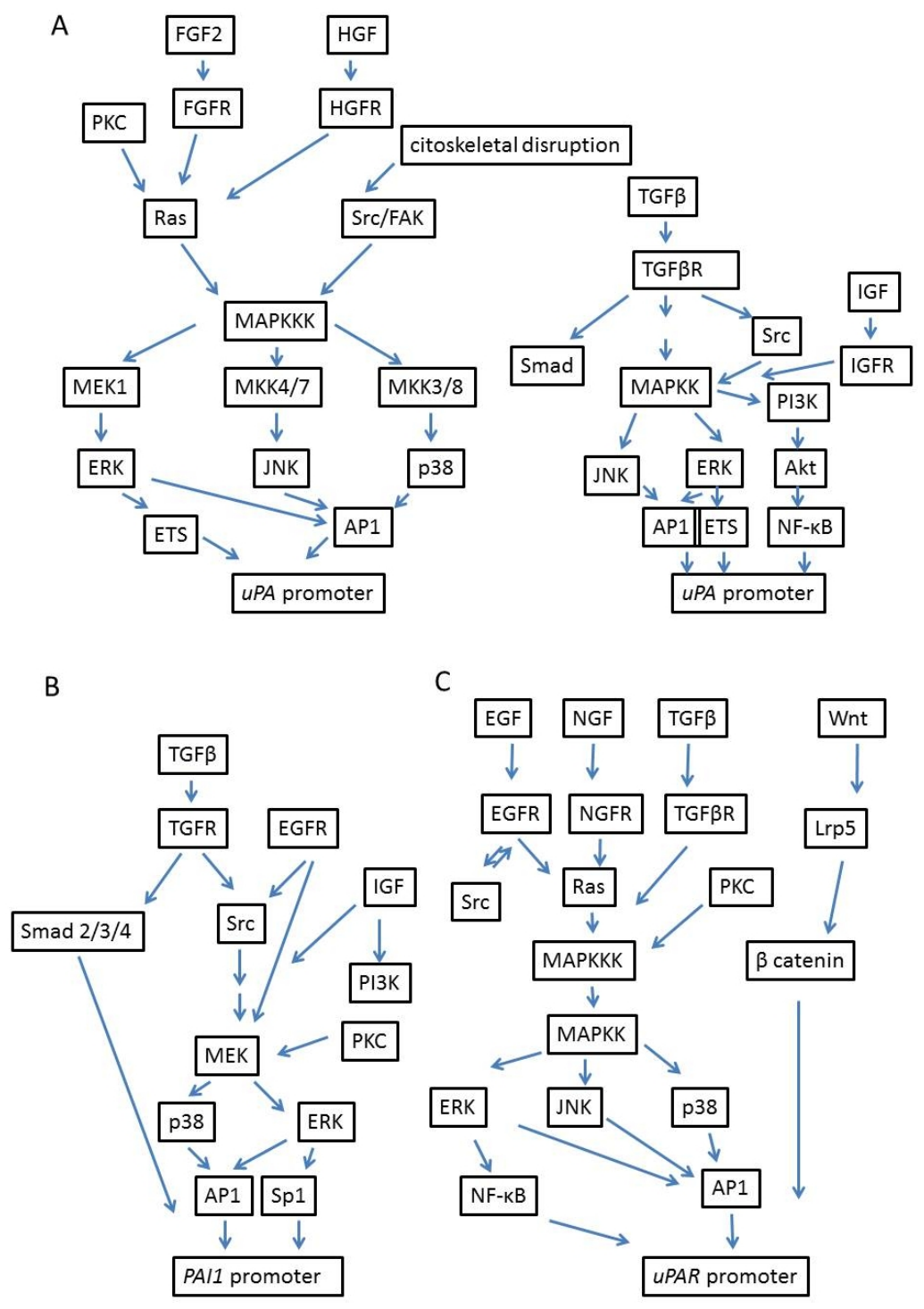 Biomolecules 16 00778 g004 Biomolecules 16 00778 g004