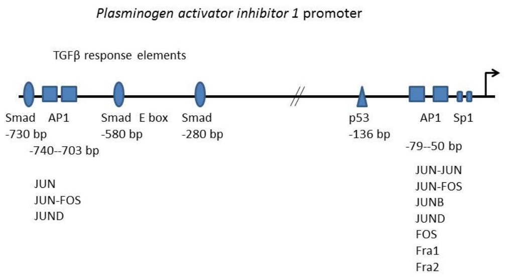 Biomolecules 16 00778 g005 Biomolecules 16 00778 g005