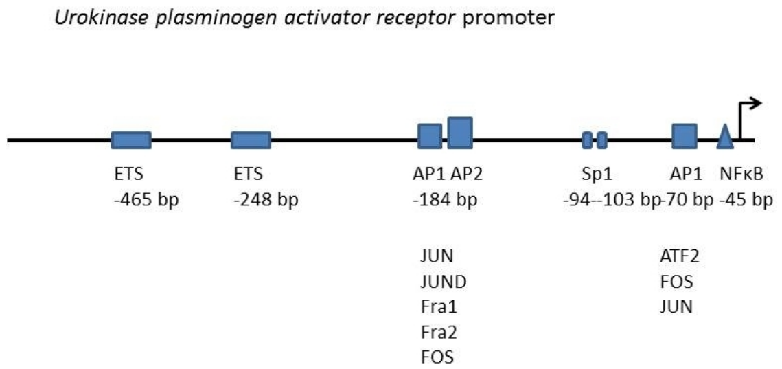 Biomolecules 16 00778 g006 Biomolecules 16 00778 g006