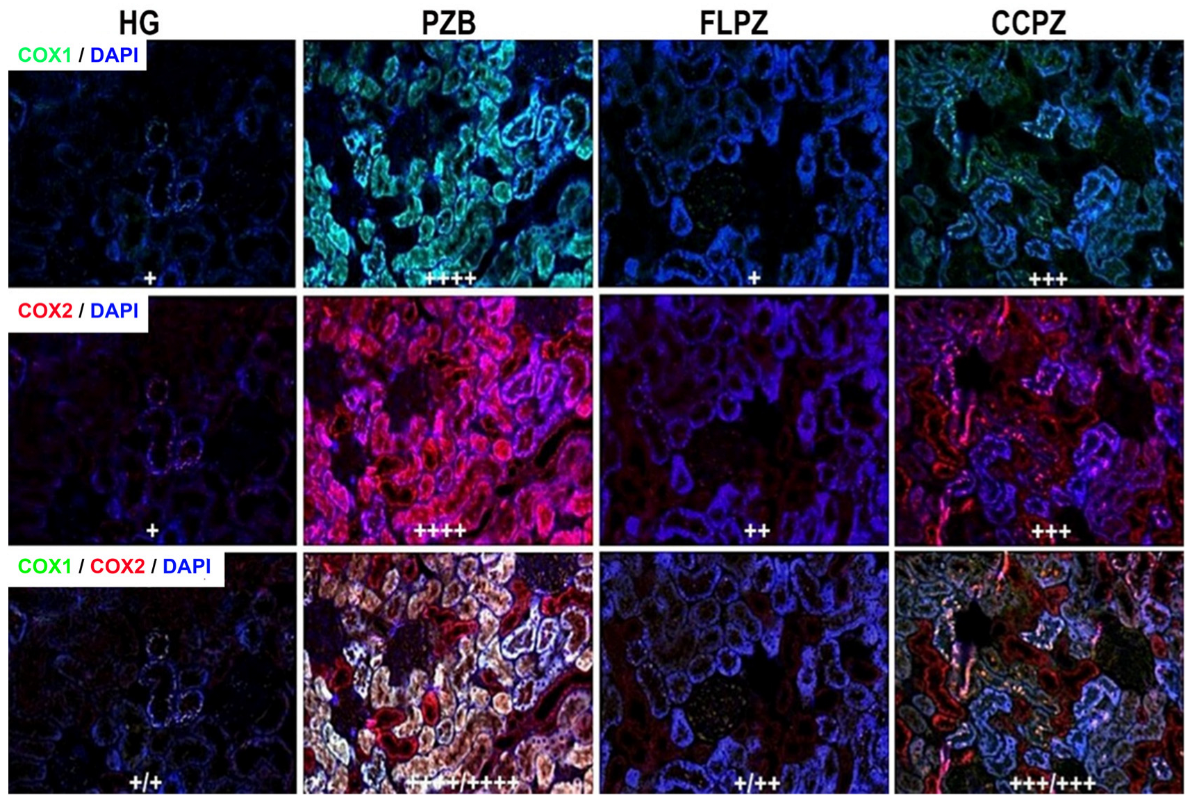 Biomolecules 16 00786 g004 Biomolecules 16 00786 g004