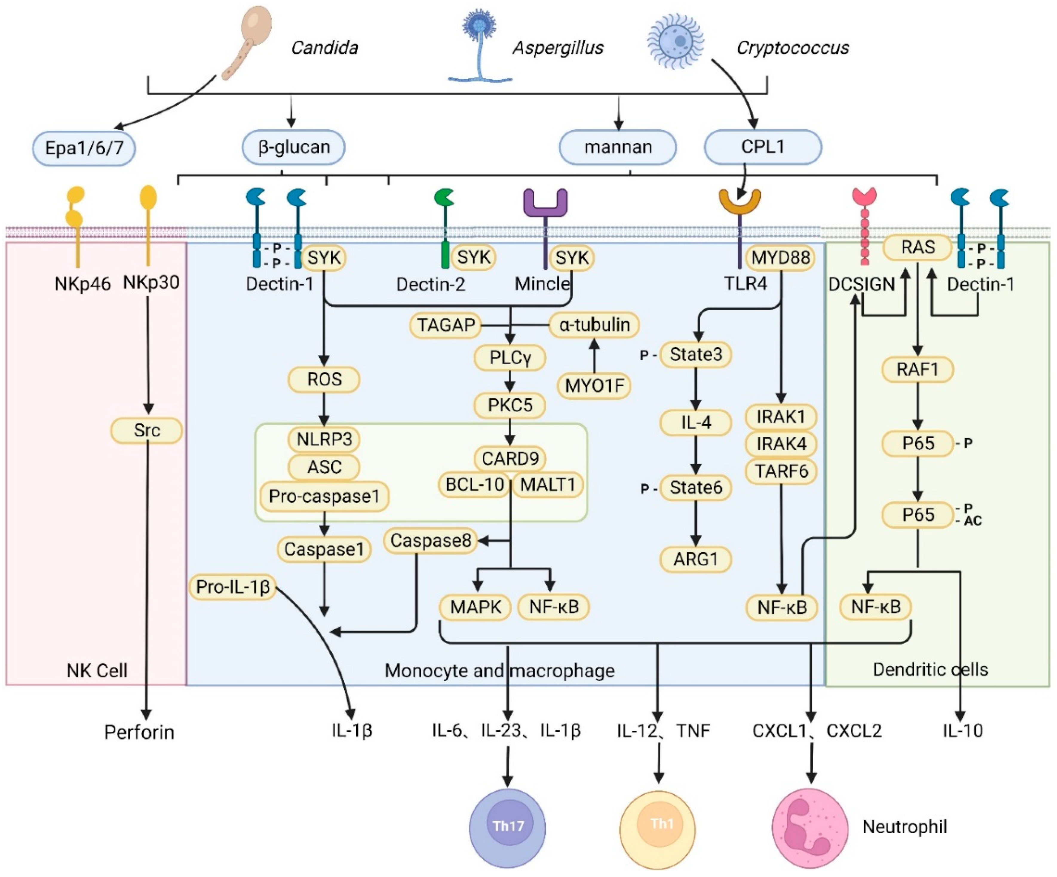 Biomolecules 16 00790 g006 Biomolecules 16 00790 g006