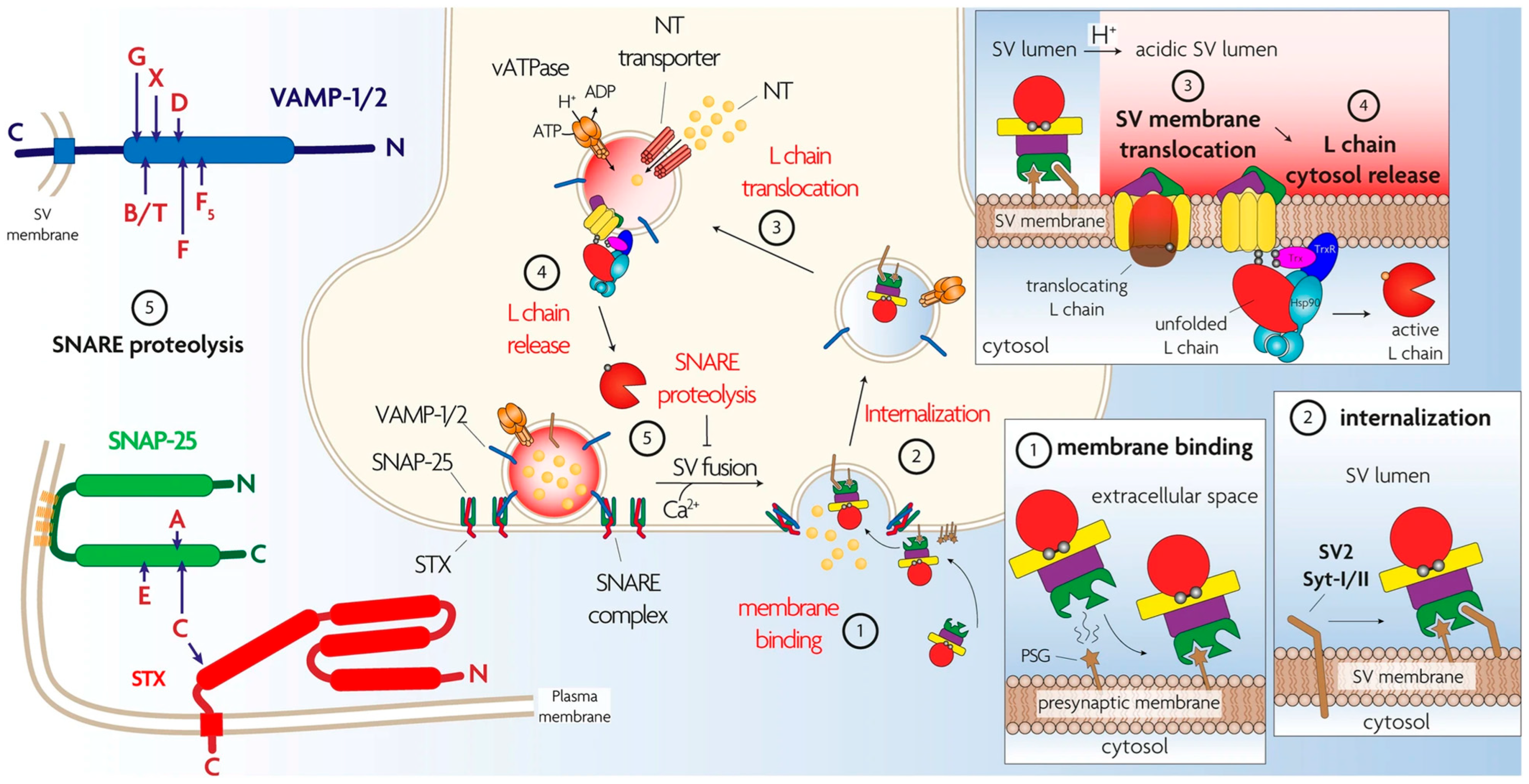 Biomolecules 16 00790 g007 Biomolecules 16 00790 g007