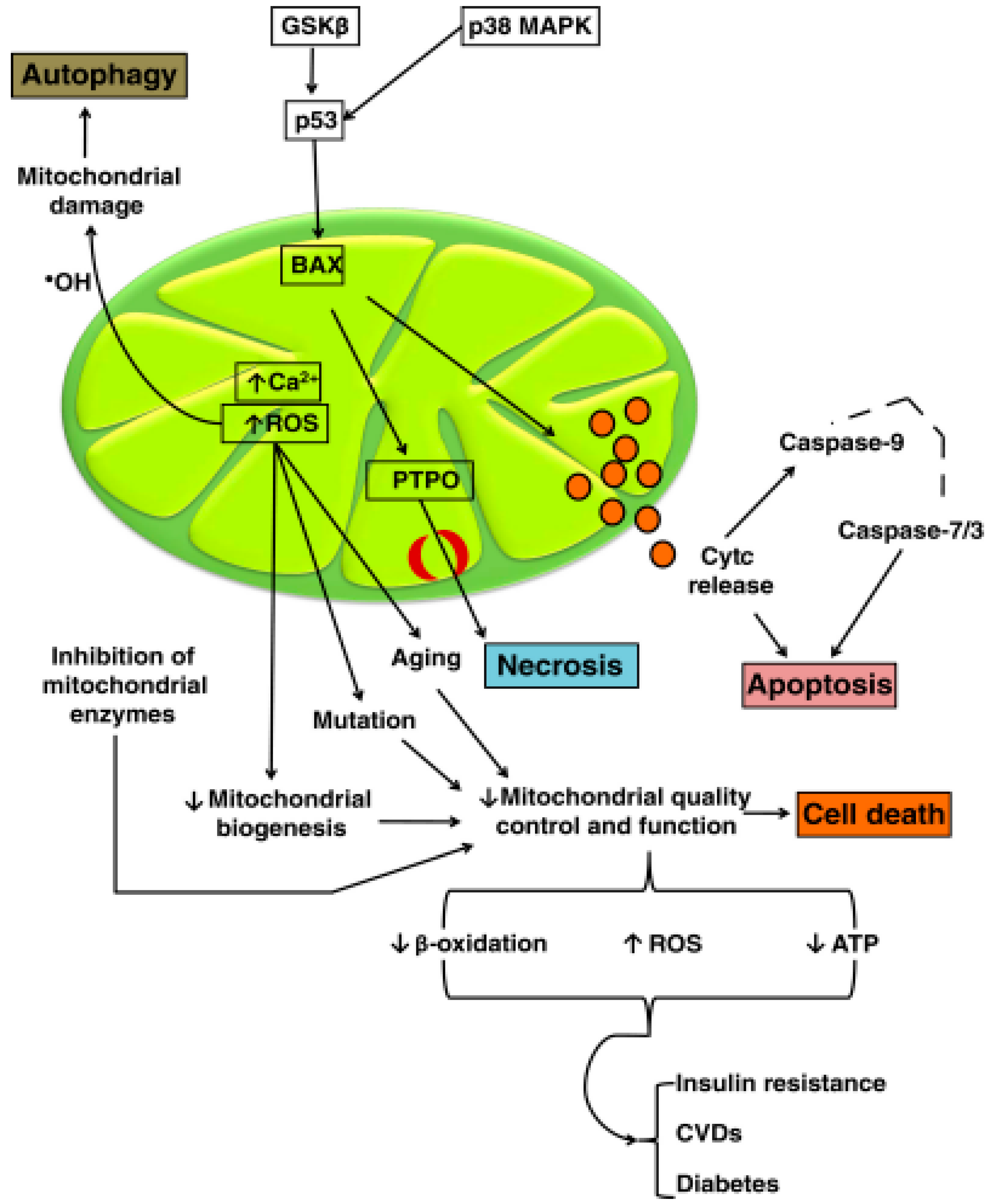 Biomolecules 16 00790 g008 Biomolecules 16 00790 g008