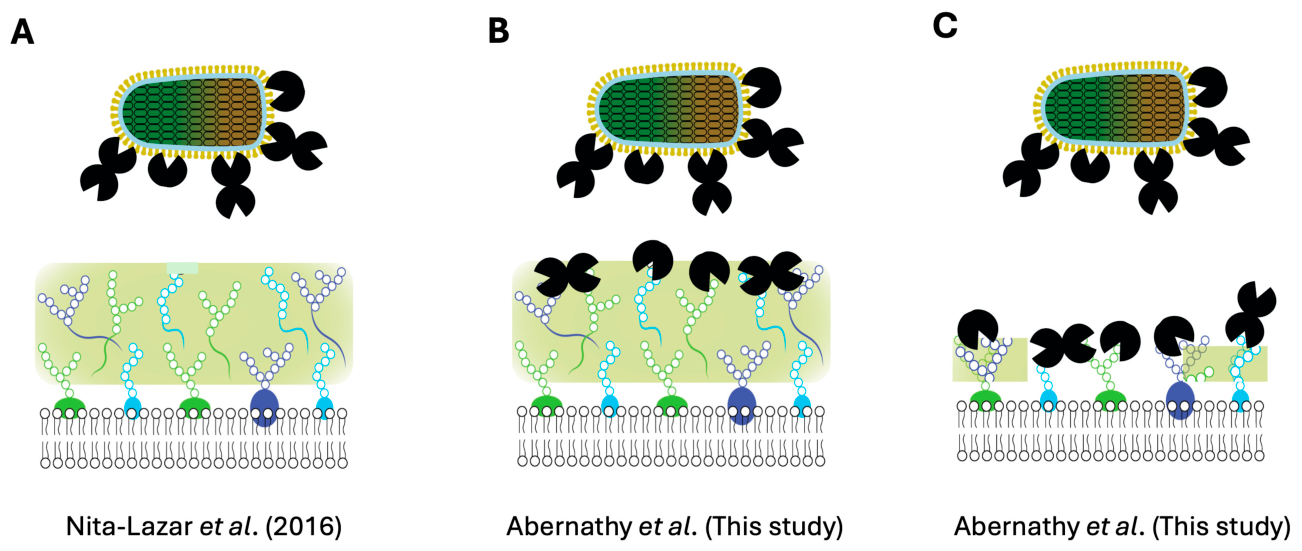 Biomolecules 16 00882 g013 Biomolecules 16 00882 g013