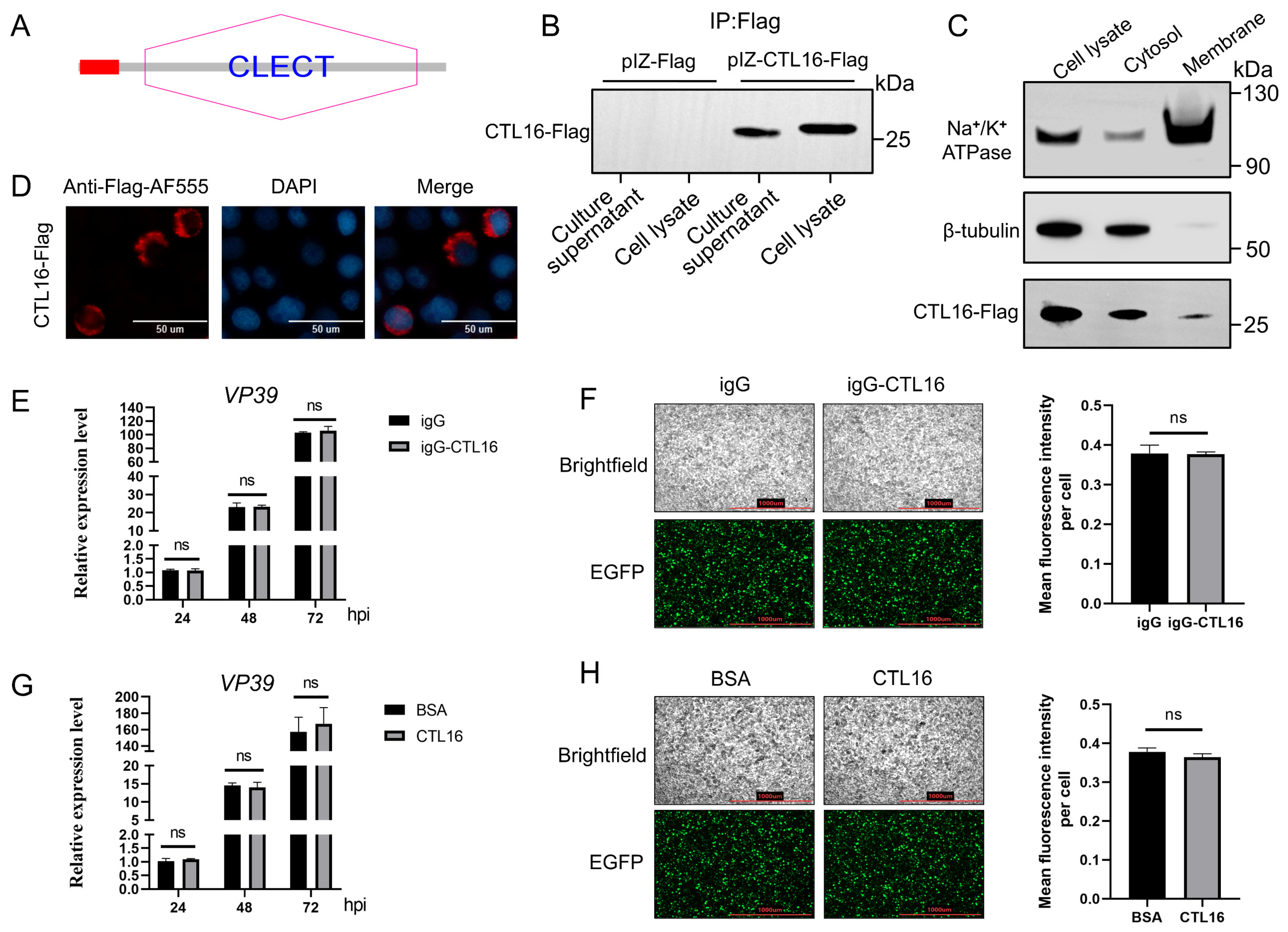 Biomolecules 16 00890 g004 Biomolecules 16 00890 g004