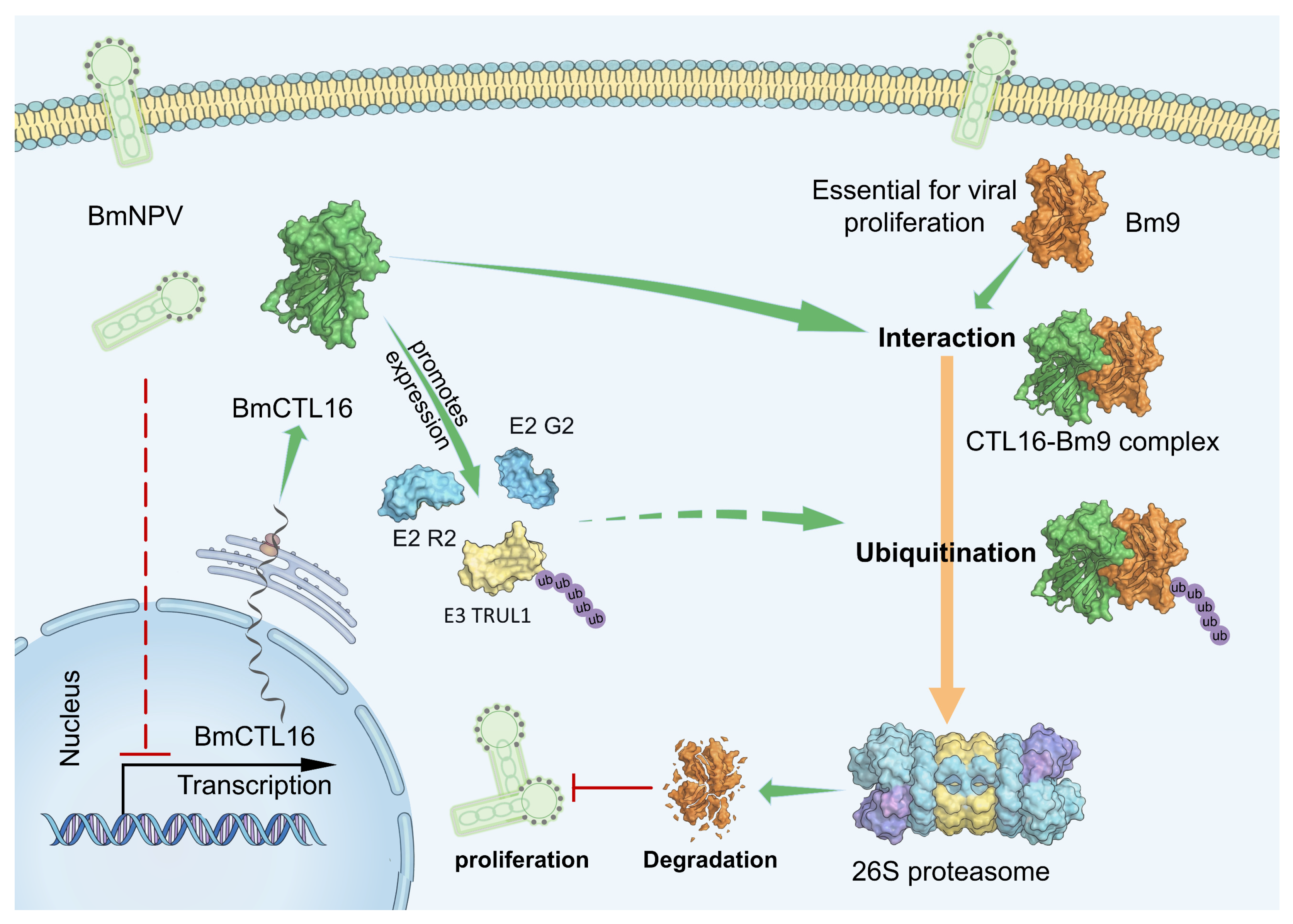 Biomolecules 16 00890 g008 Biomolecules 16 00890 g008