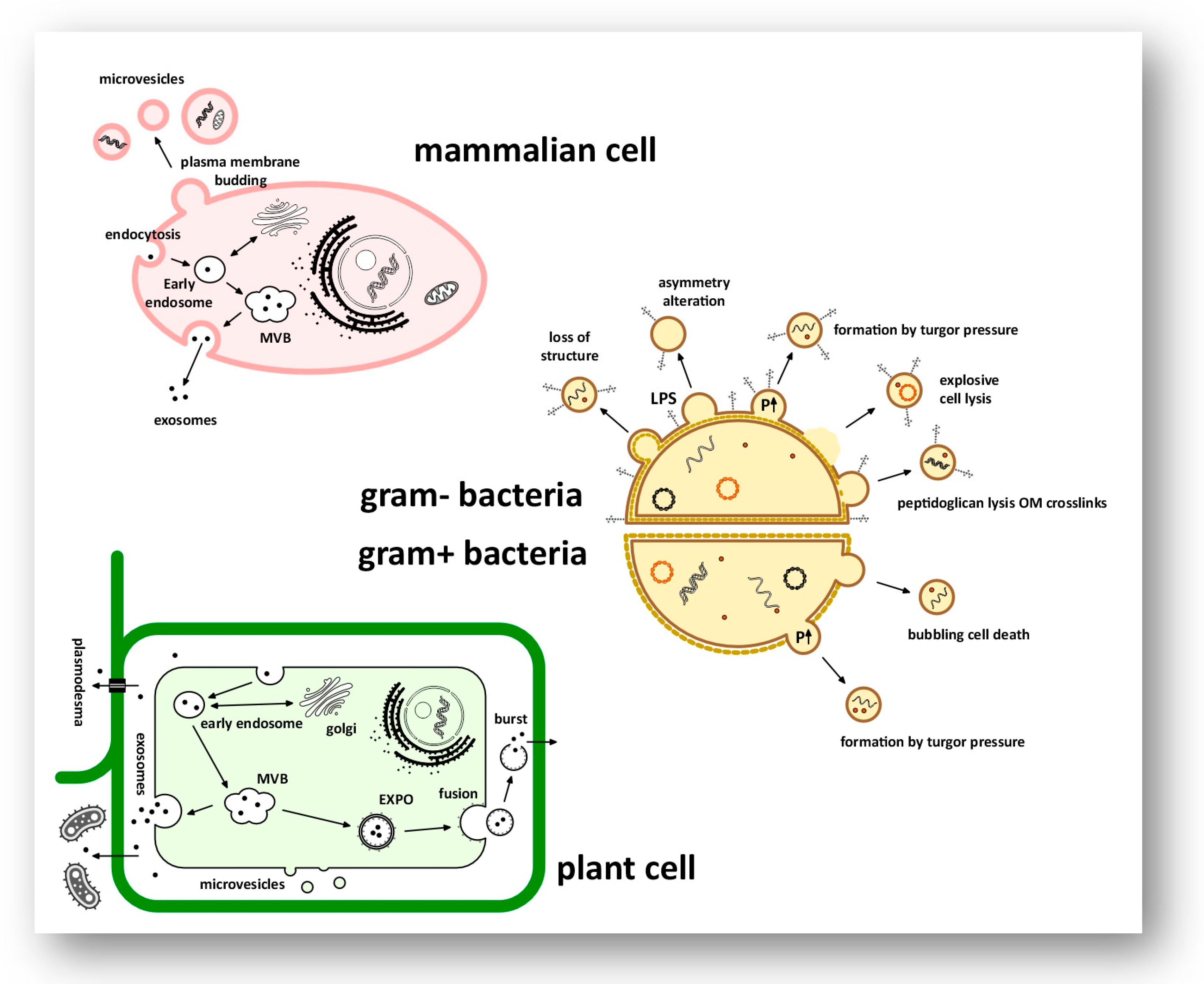 Biomolecules 16 00919 g001 Biomolecules 16 00919 g001