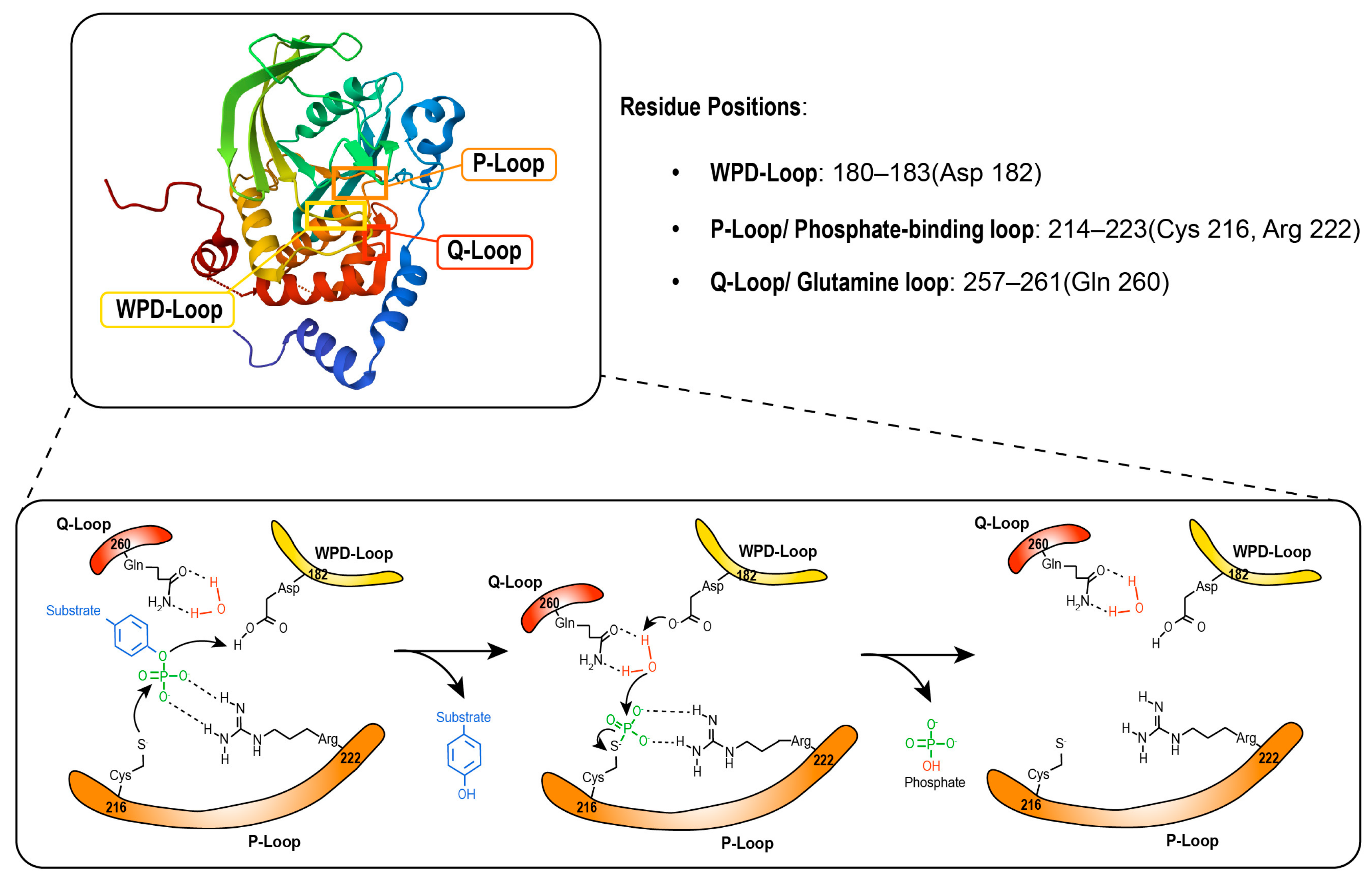 Biomolecules 16 01016 g002 Biomolecules 16 01016 g002