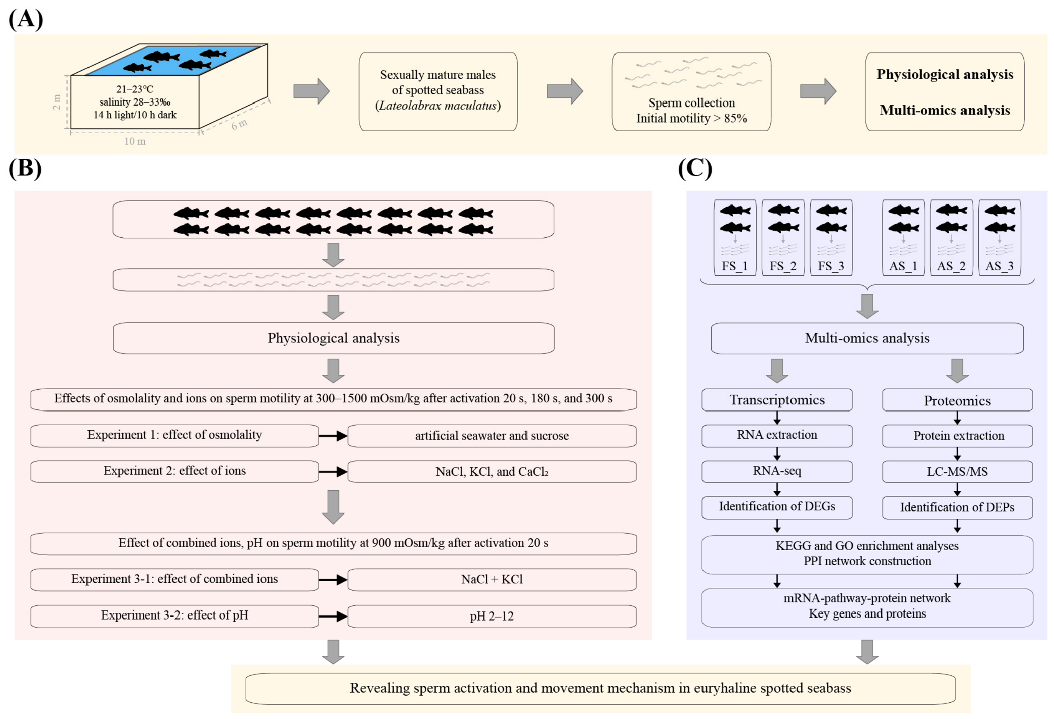 Biomolecules 16 01021 g001 Biomolecules 16 01021 g001
