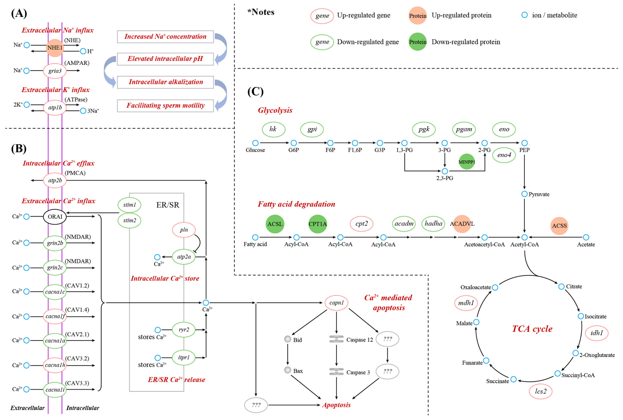 Biomolecules 16 01021 g007 Biomolecules 16 01021 g007