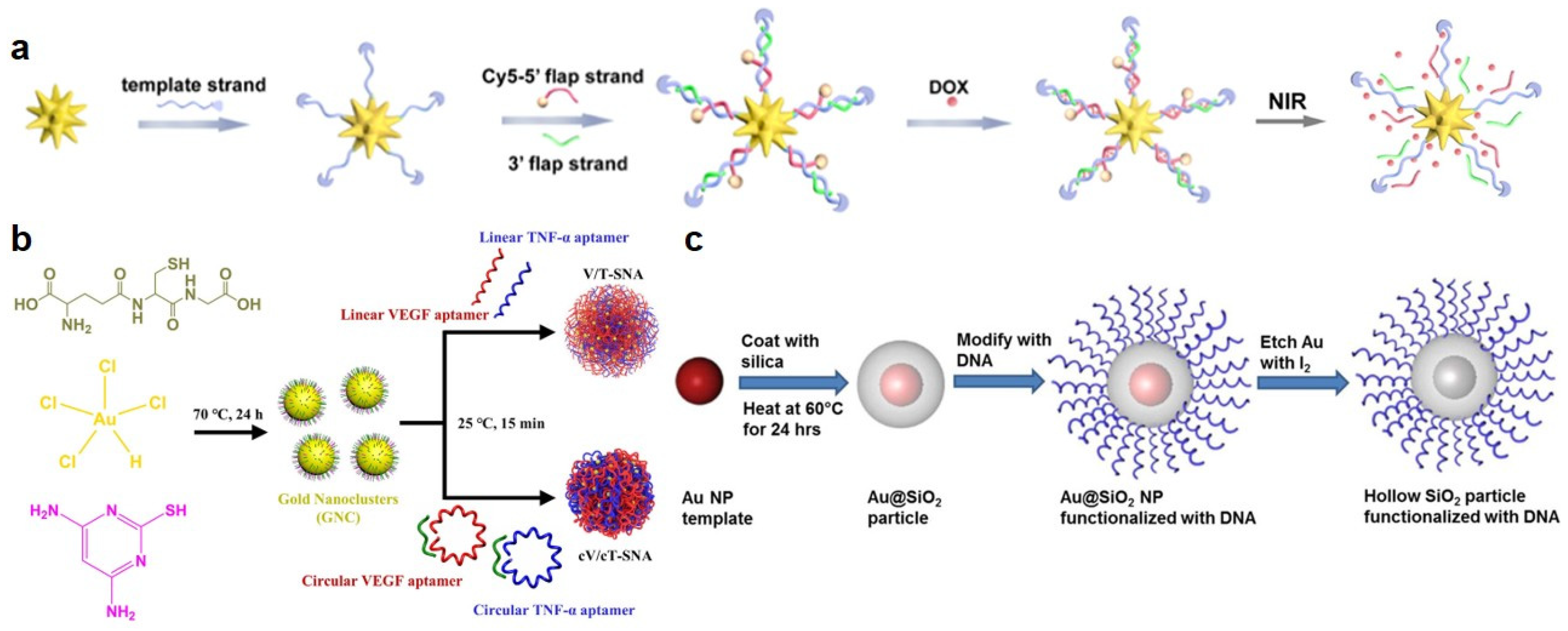 Biomolecules 16 01105 g004 Biomolecules 16 01105 g004