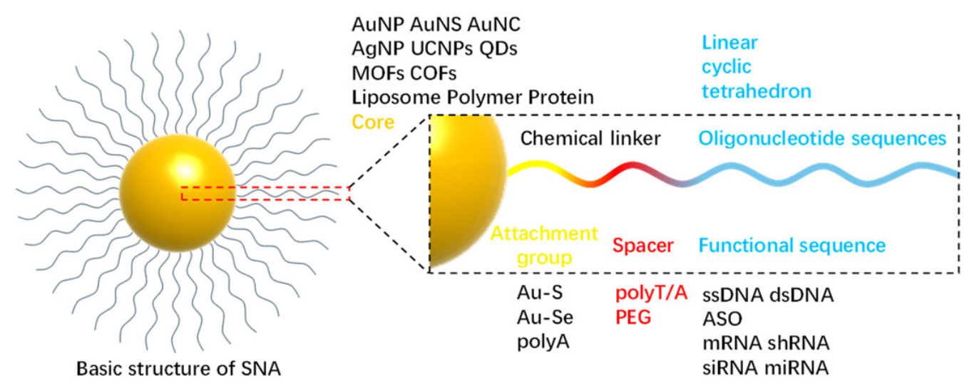 Biomolecules 16 01105 g007 Biomolecules 16 01105 g007