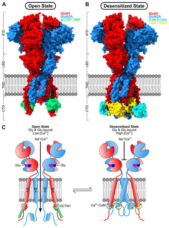 Biomolecules 16 01146 g005