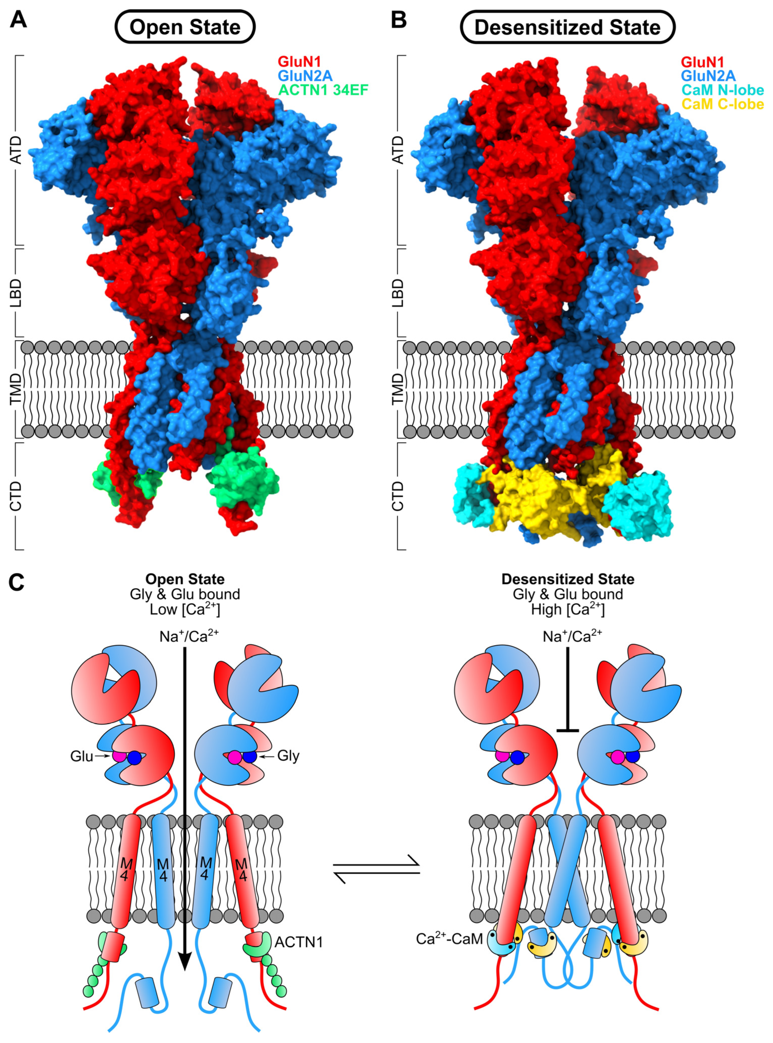Biomolecules 16 01146 g005 Biomolecules 16 01146 g005