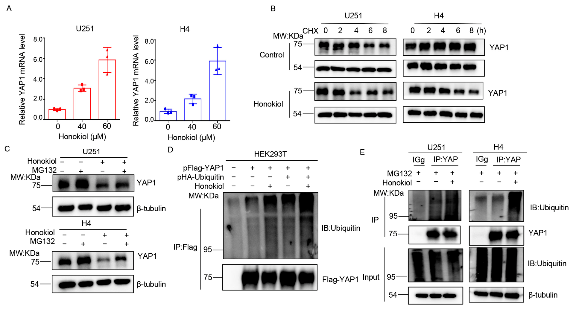 Biomolecules 16 01158 g005 Biomolecules 16 01158 g005