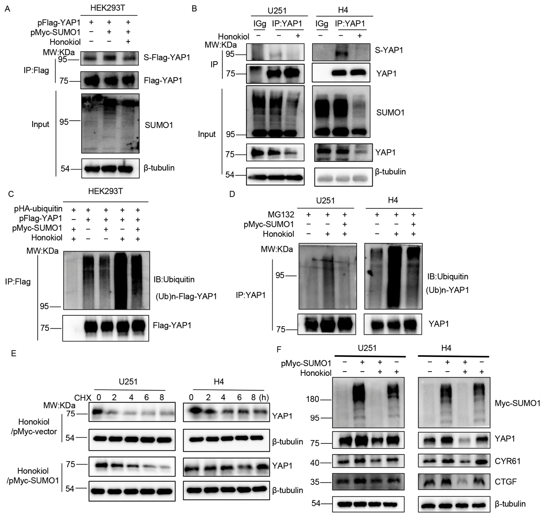 Biomolecules 16 01158 g006 Biomolecules 16 01158 g006
