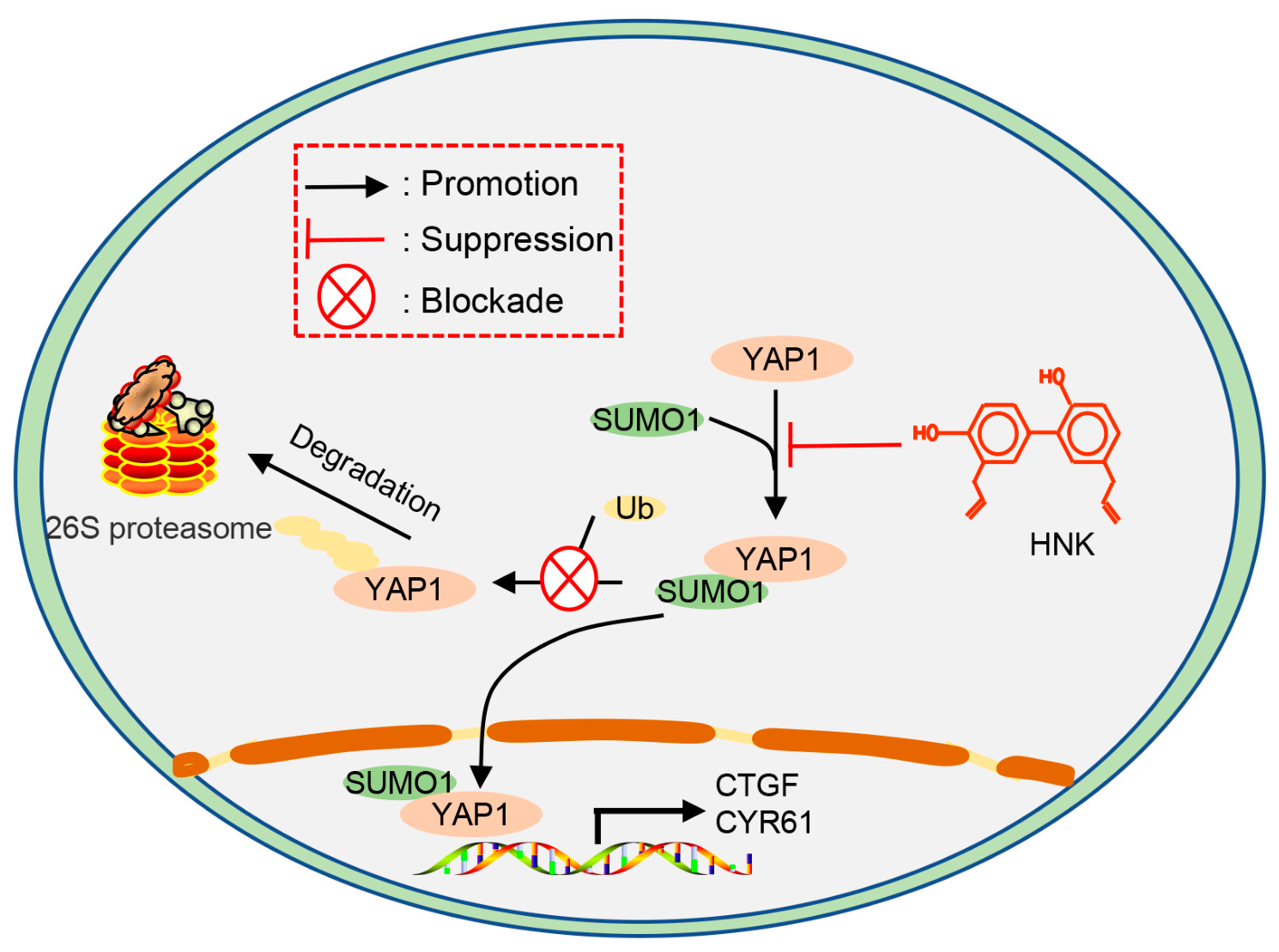 Biomolecules 16 01158 g007 Biomolecules 16 01158 g007