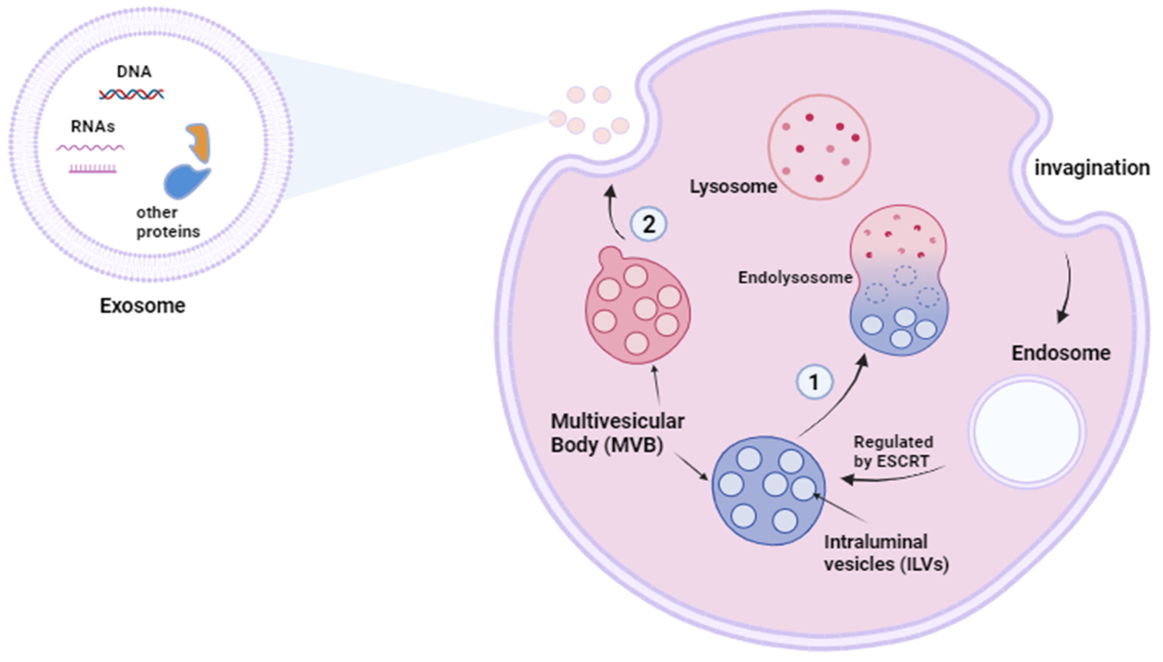 Biomolecules 16 01199 g002 Biomolecules 16 01199 g002