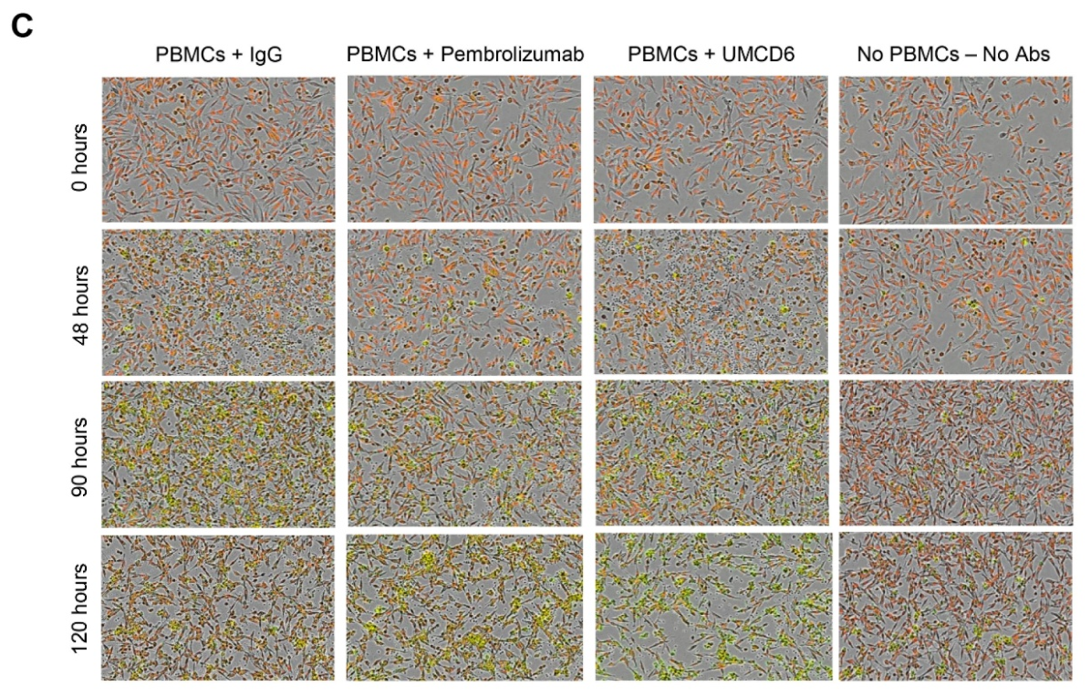 Biomolecules 16 01202 g002b Biomolecules 16 01202 g002b