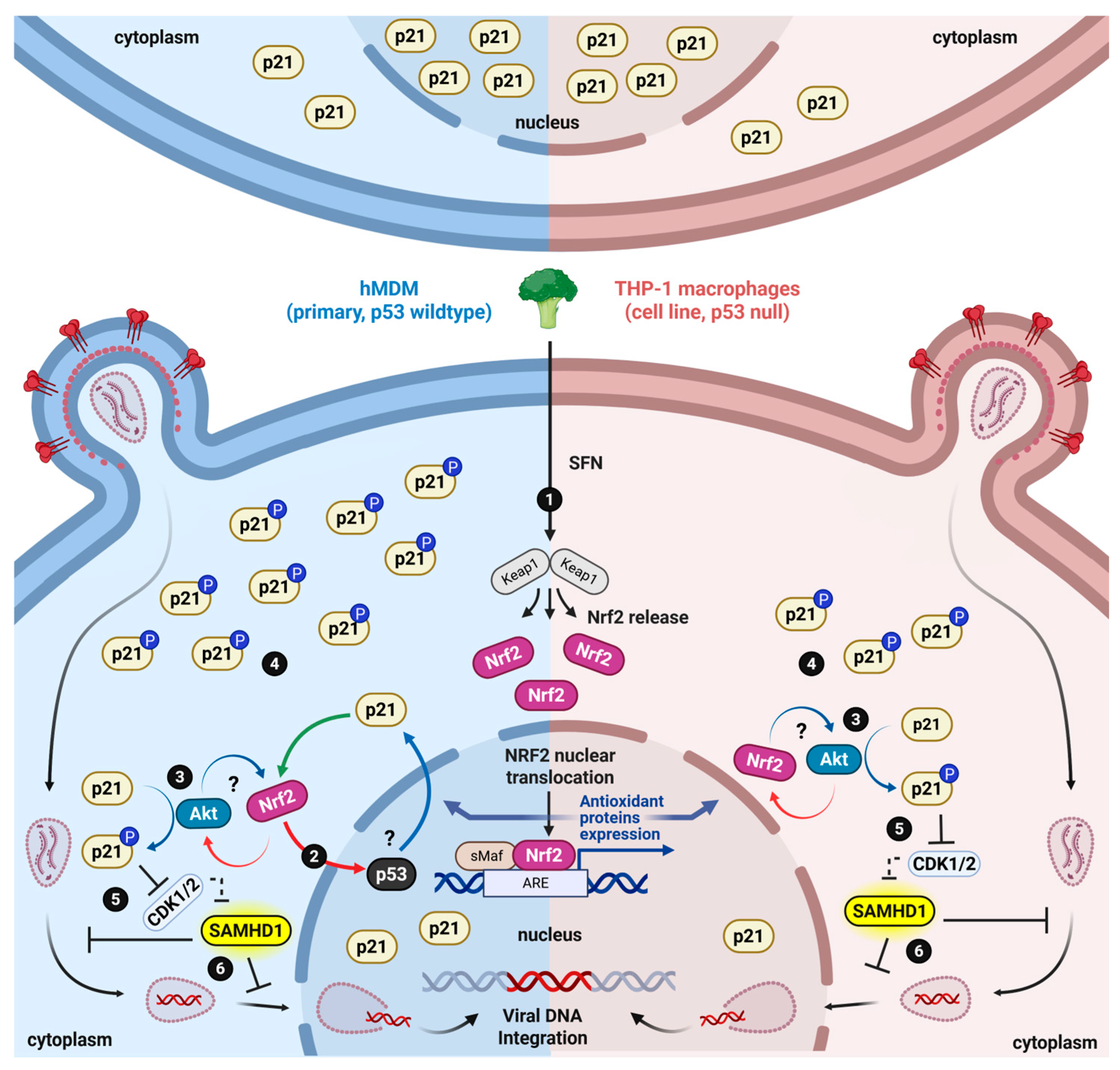 Biomolecules 16 01213 g005 Biomolecules 16 01213 g005