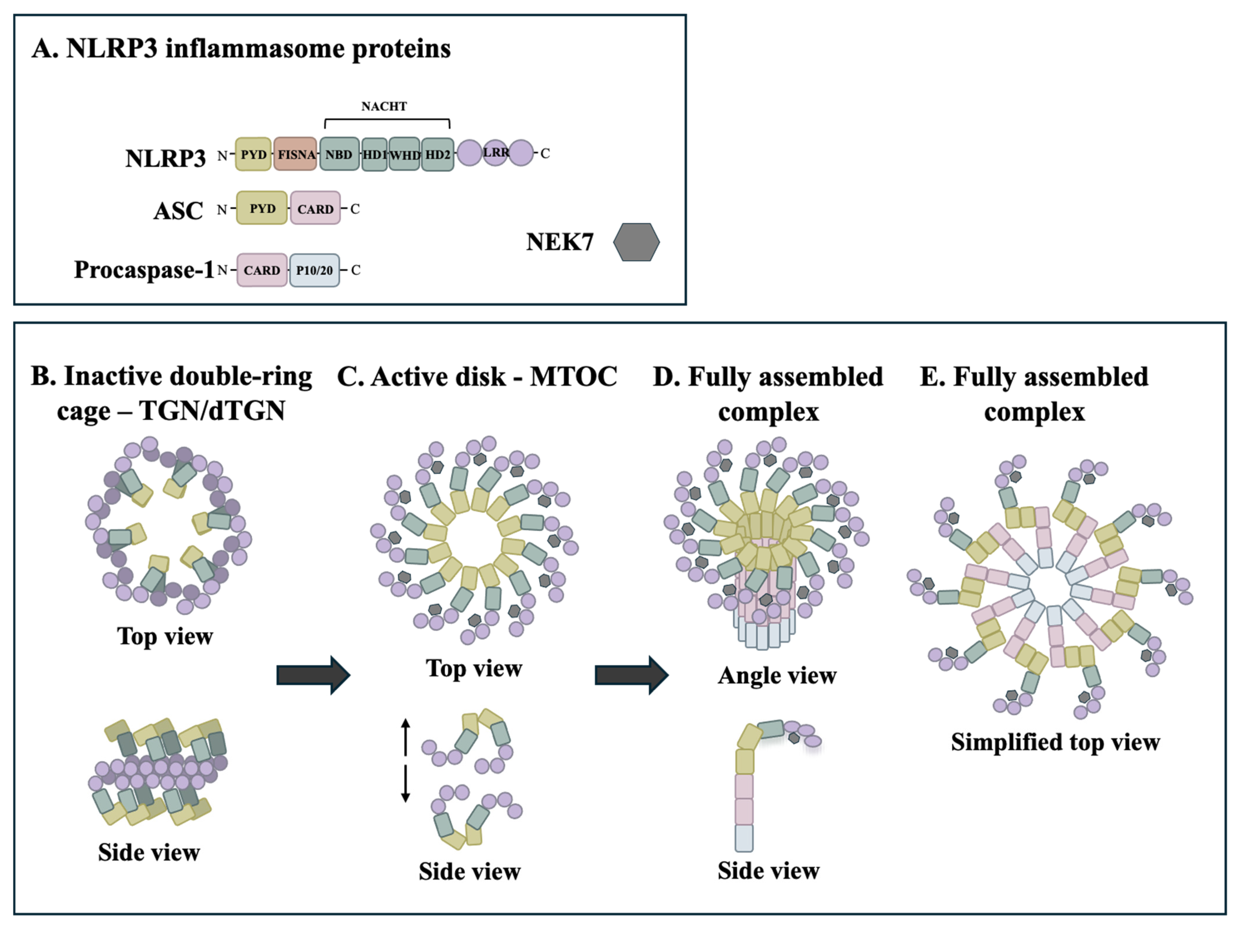 Biomolecules 16 01218 g001 Biomolecules 16 01218 g001