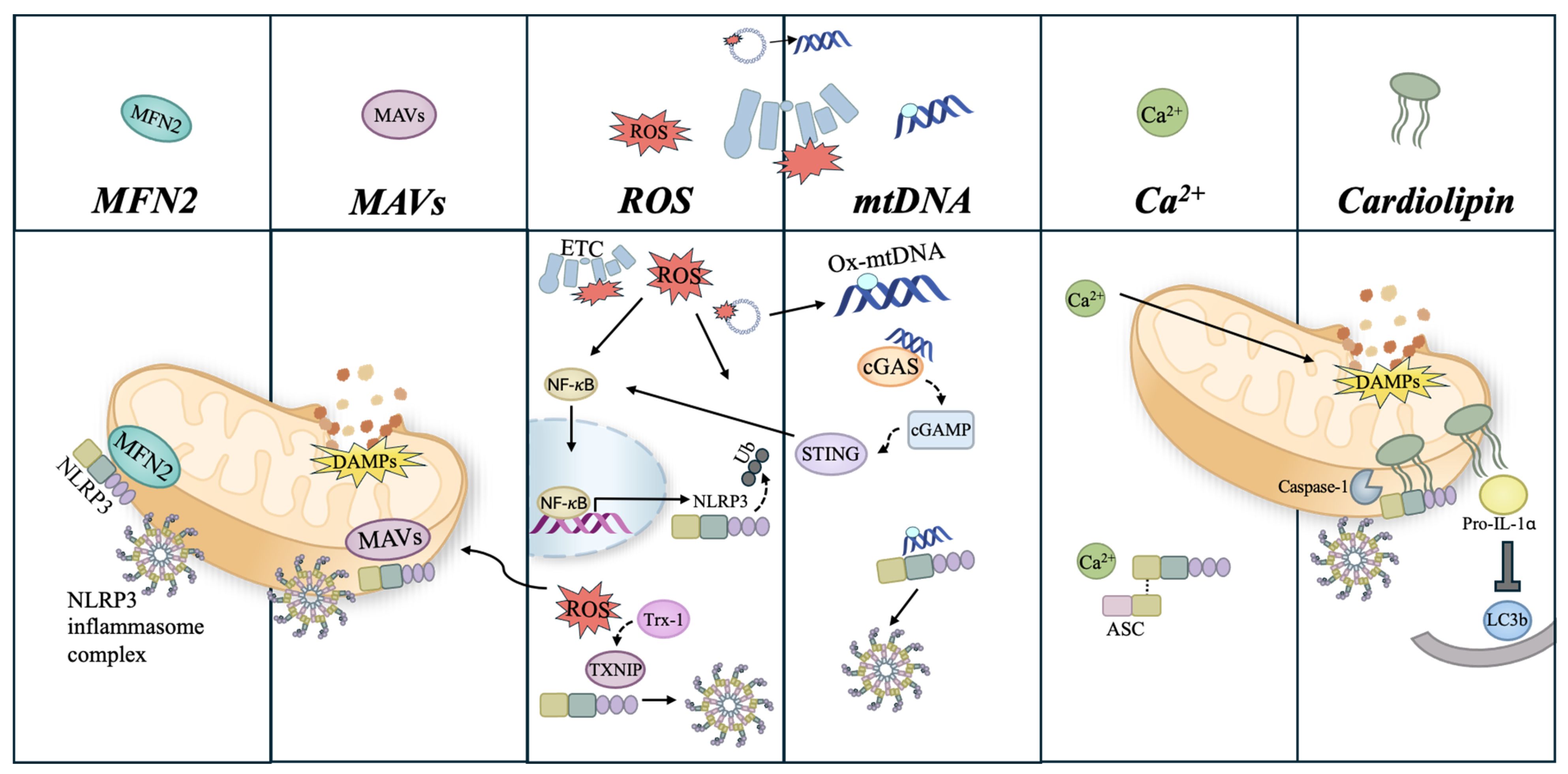 Biomolecules 16 01218 g003 Biomolecules 16 01218 g003