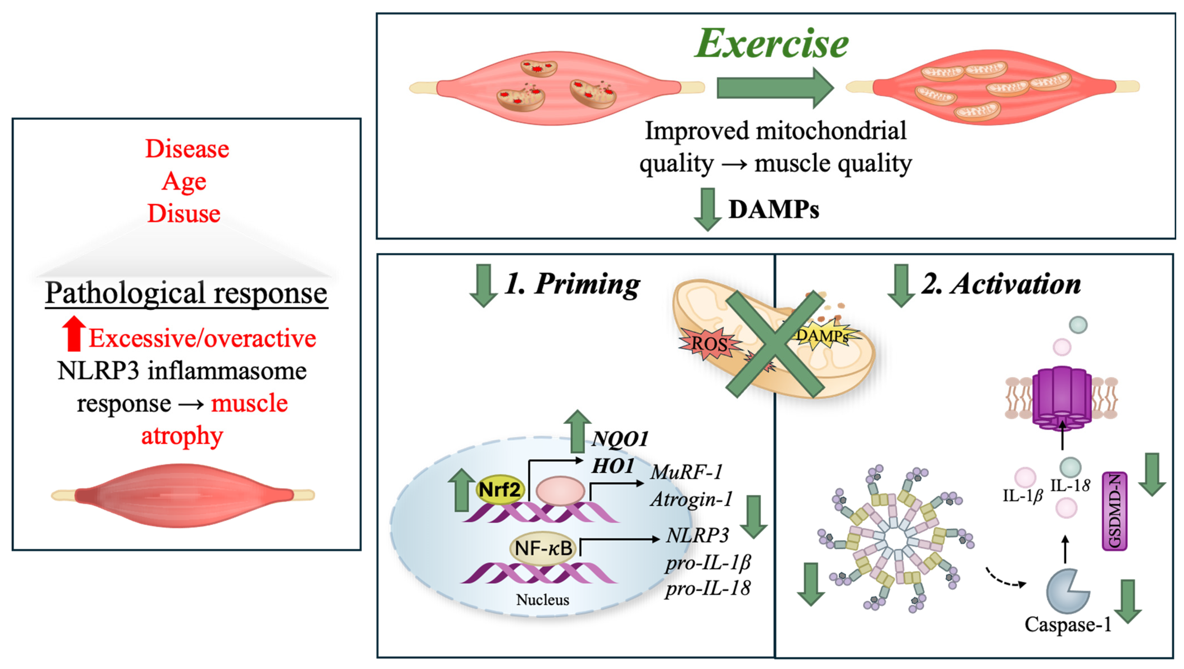 Biomolecules 16 01218 g004 Biomolecules 16 01218 g004
