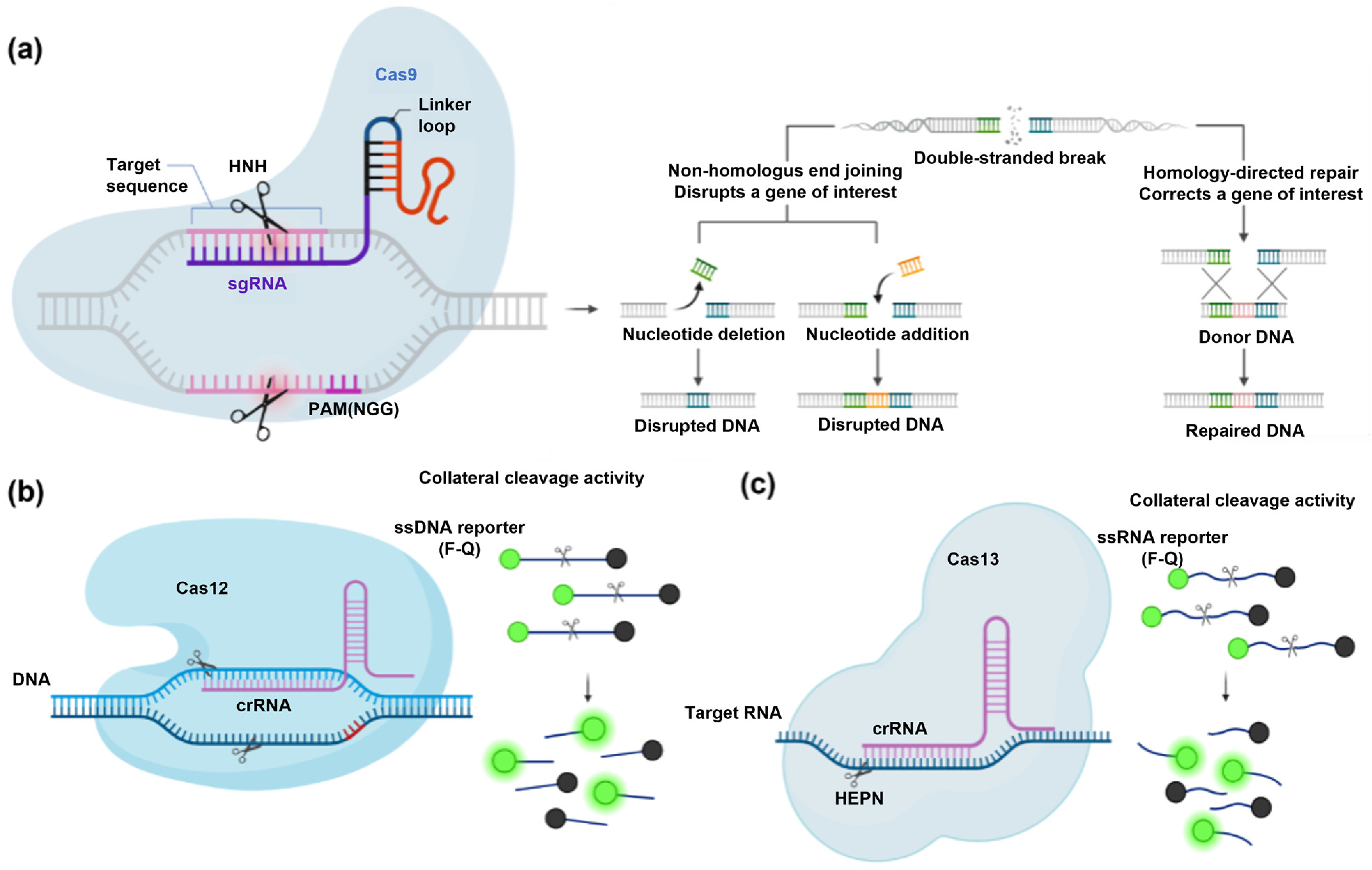 Biomolecules 16 01268 g001