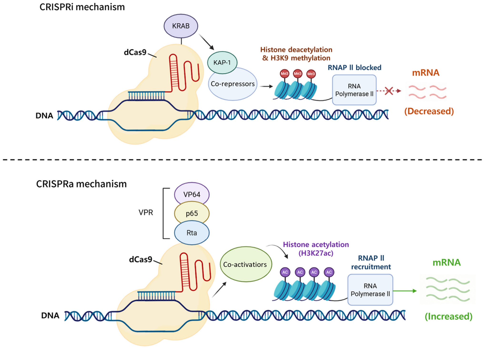 Recent Advances in CRISPR/Cas Technologies for Biological Discovery ...
