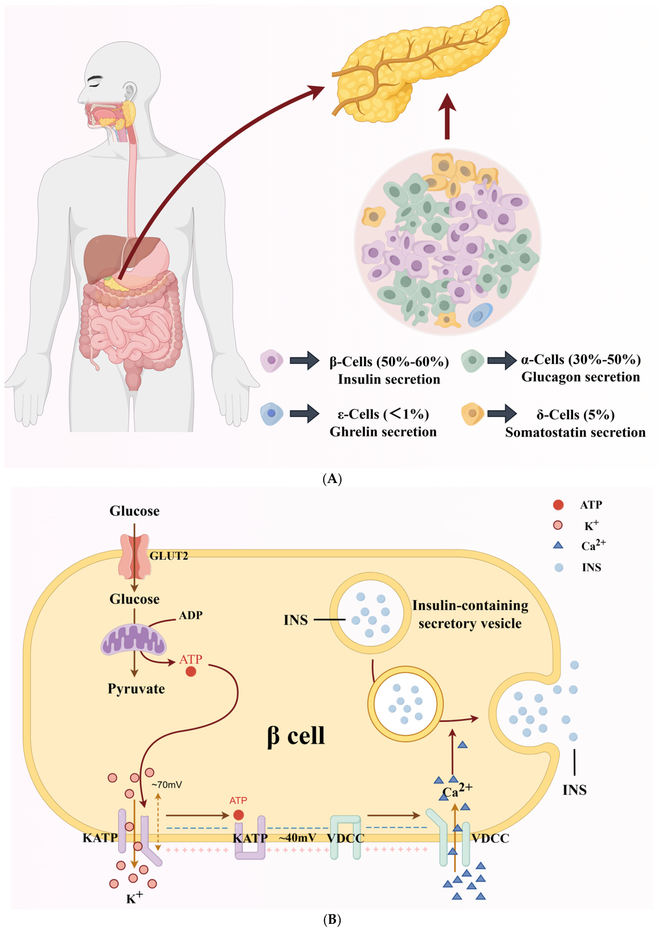 Biomolecules 16 01338 g001 Biomolecules 16 01338 g001