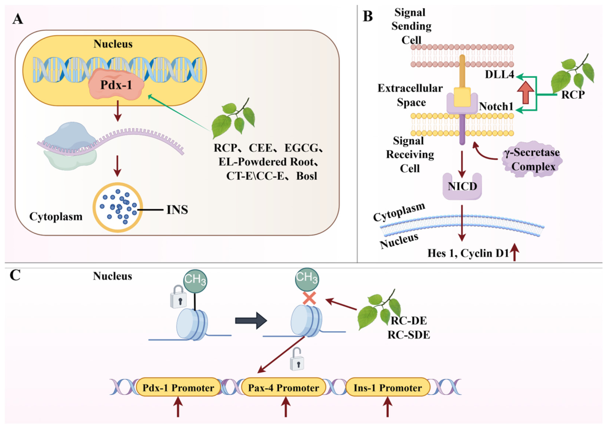 Biomolecules 16 01338 g006 Biomolecules 16 01338 g006