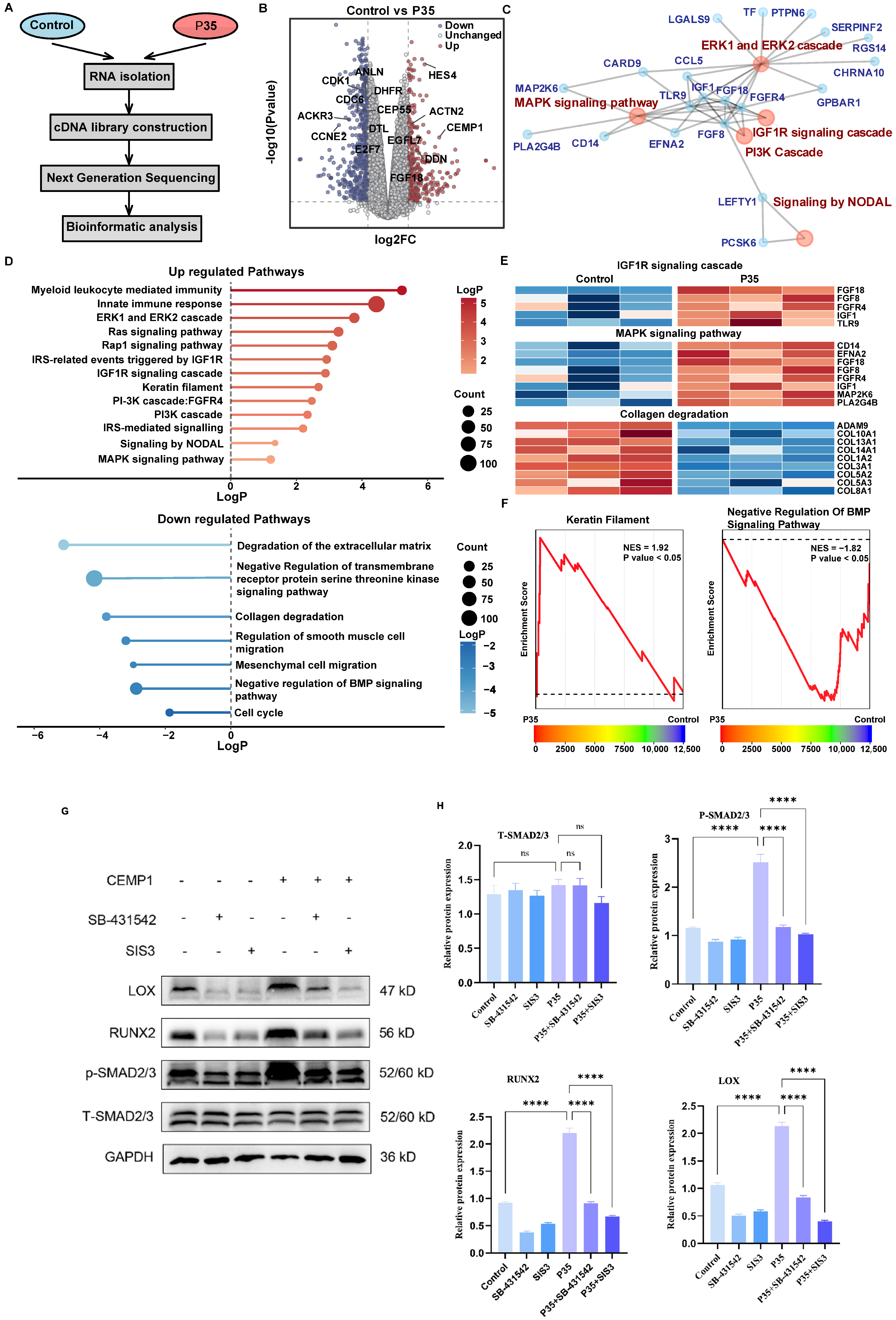 Biomolecules 16 01444 g006 Biomolecules 16 01444 g006