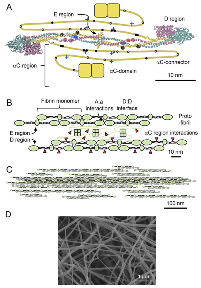 Biomolecules 16 01471 g001 Biomolecules 16 01471 g001