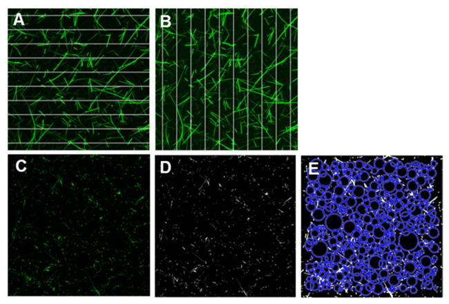 Biomolecules 16 01471 g002 Biomolecules 16 01471 g002