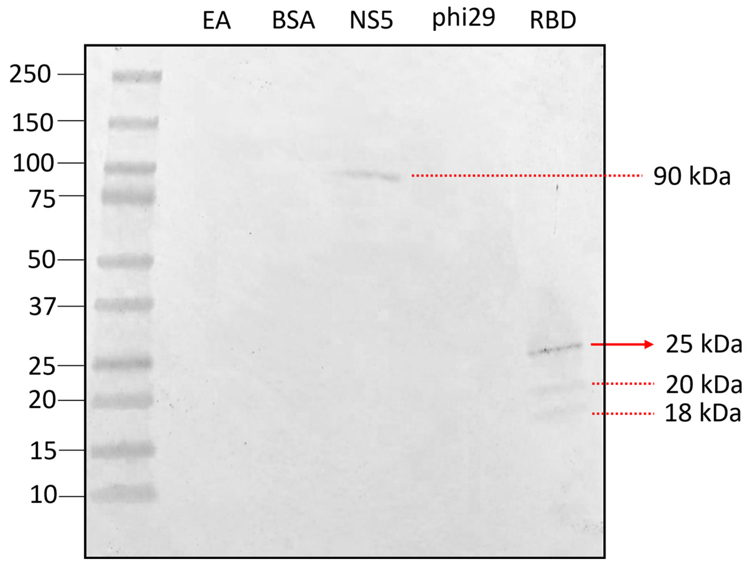 Biomolecules 16 01476 g013 Biomolecules 16 01476 g013