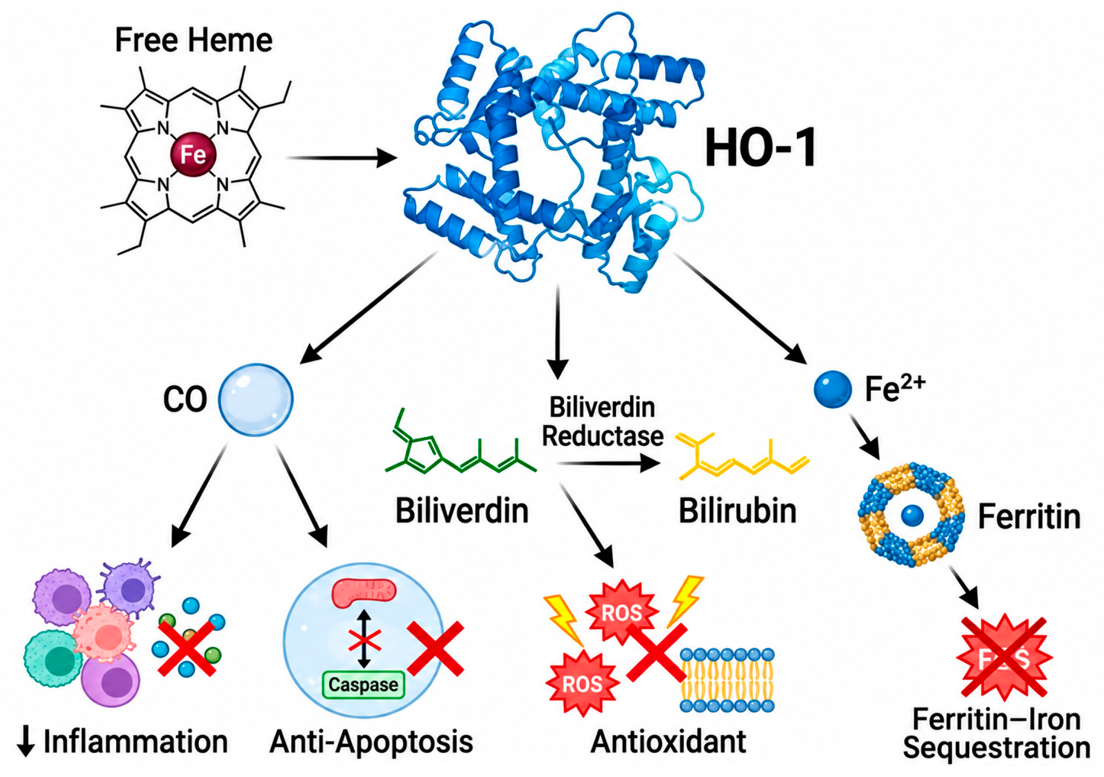 Biomolecules 16 01495 g001 Biomolecules 16 01495 g001