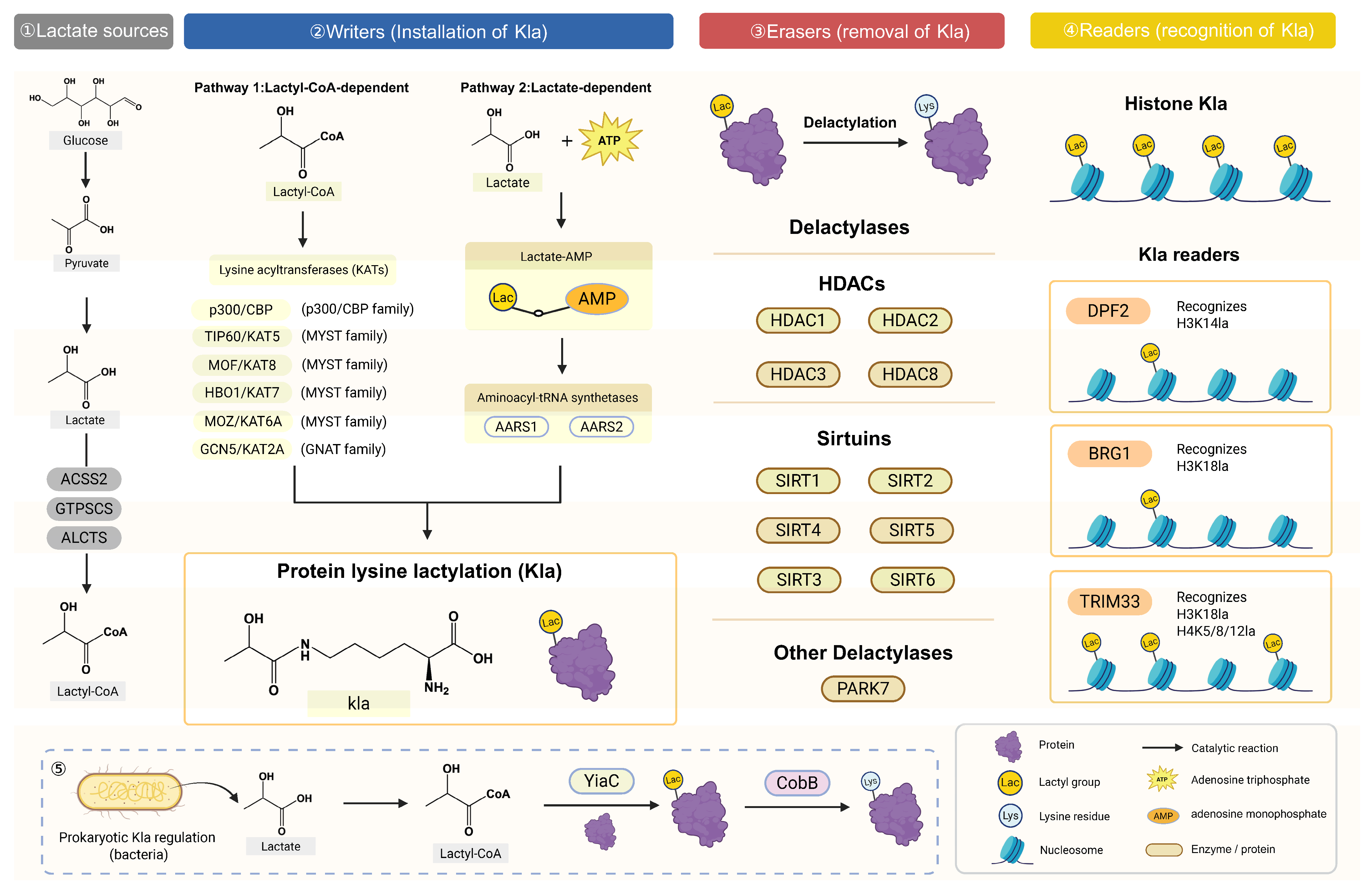Biomolecules 16 01528 g003